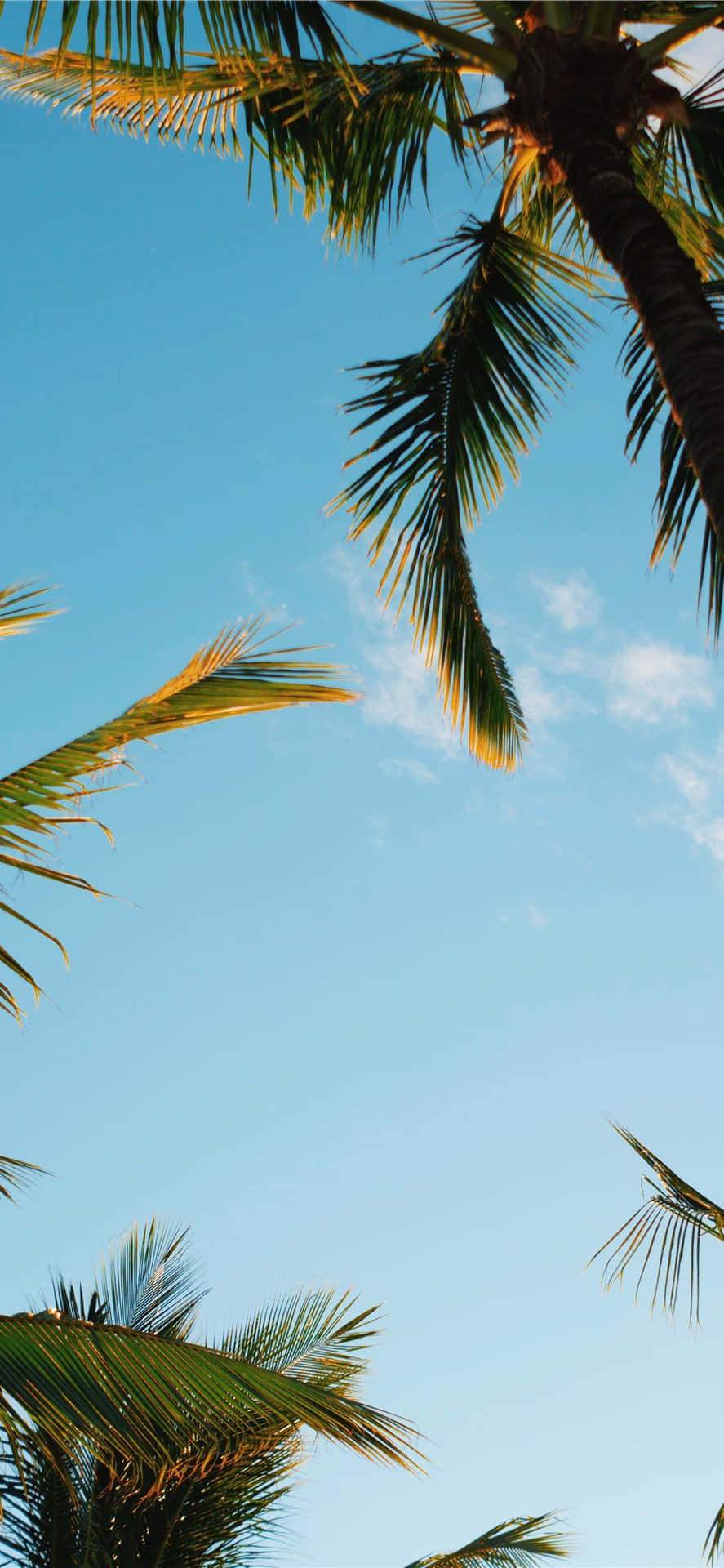 Enjoying A Summer Night In The Shade Of An Aesthetic Palm Tree