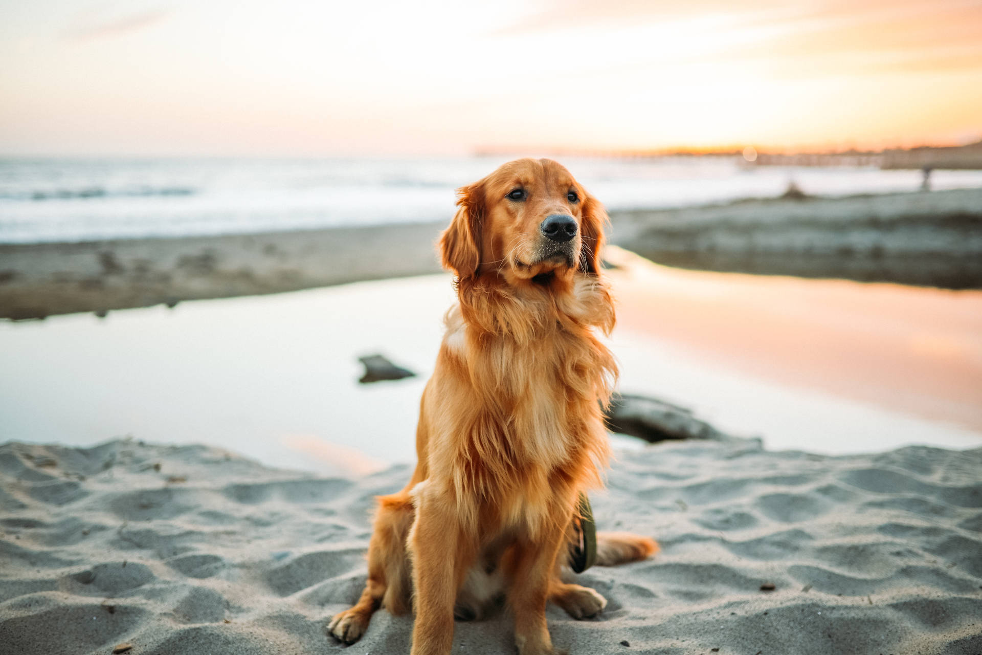 Enjoying A Walk At The Beach With My Best Friend. Background