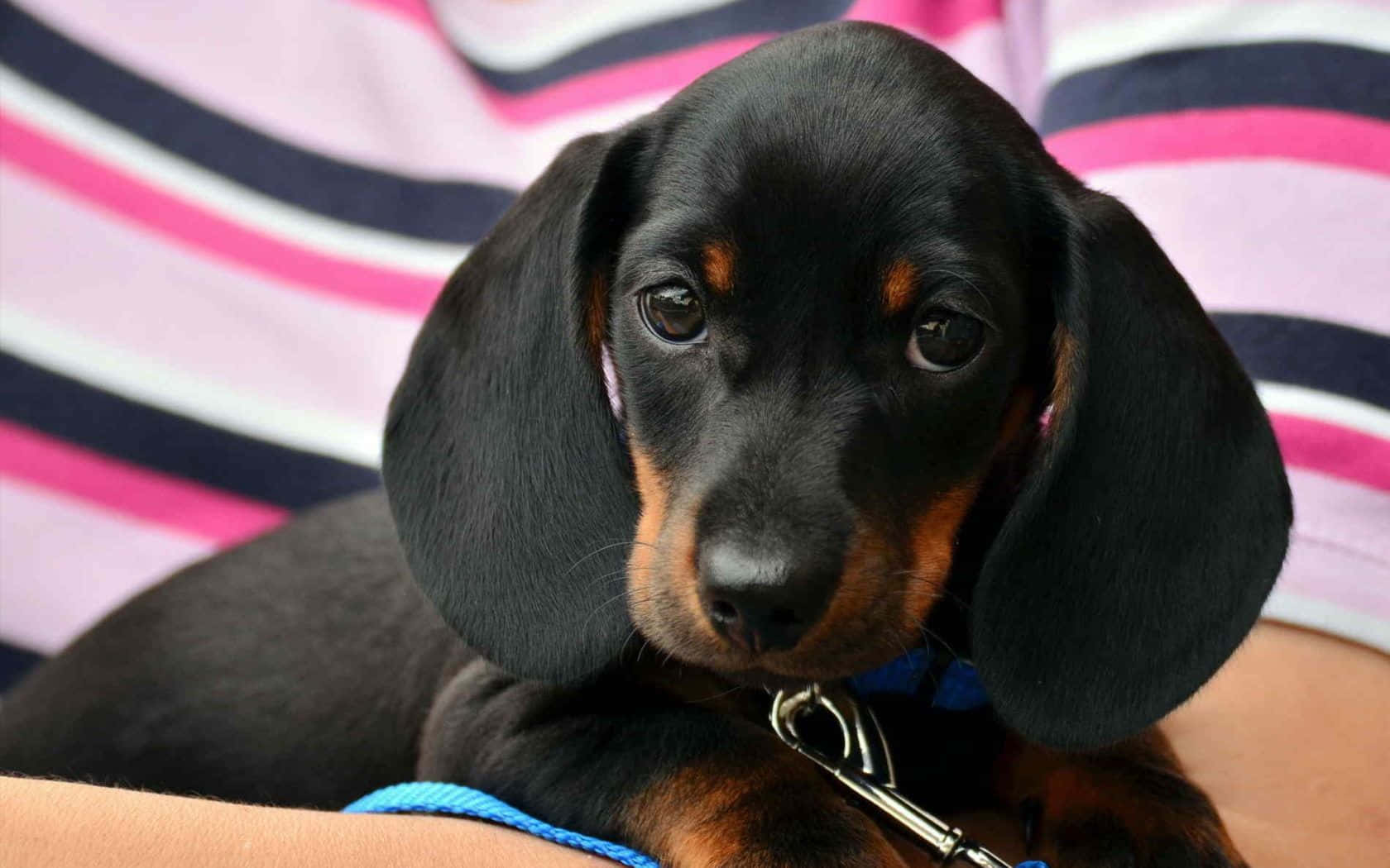 Enjoying An Afternoon At The Park With A Dachshund Friend Background