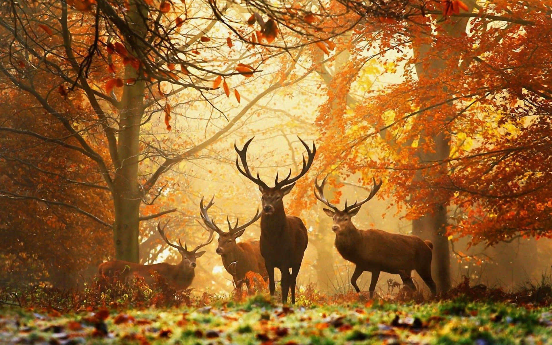 Enjoying The Autumn Vibes Background