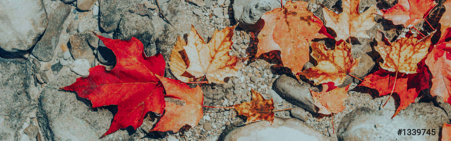 Enjoying The Beauty Of Autumn Background