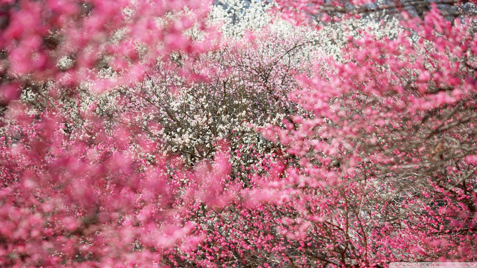 Enjoying The Beauty Of Cherry Blossoms During A Sunny Day In Japan. Background