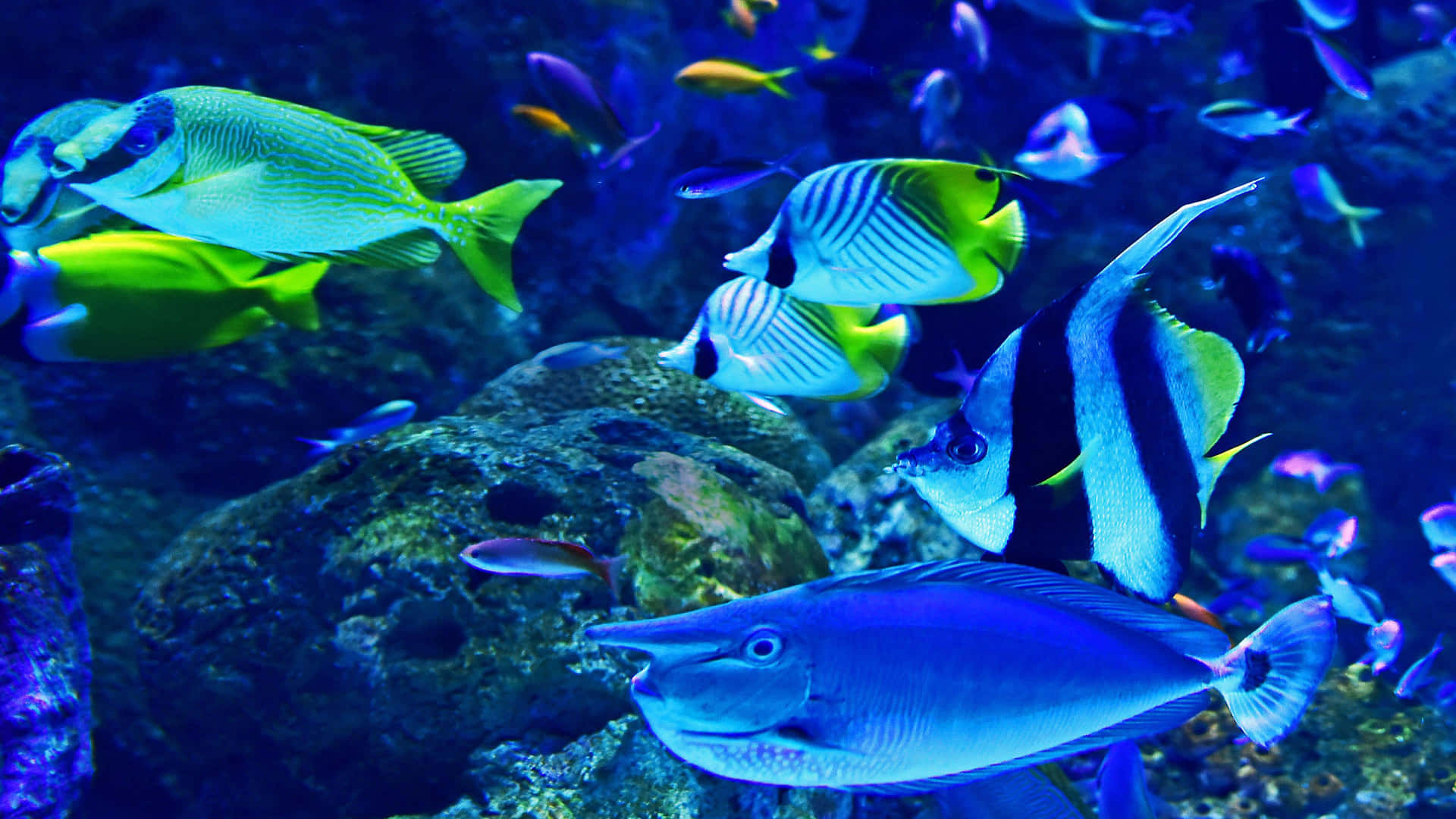 Enjoying The Beauty Of Colourful Exotic Fish In The Aquarium