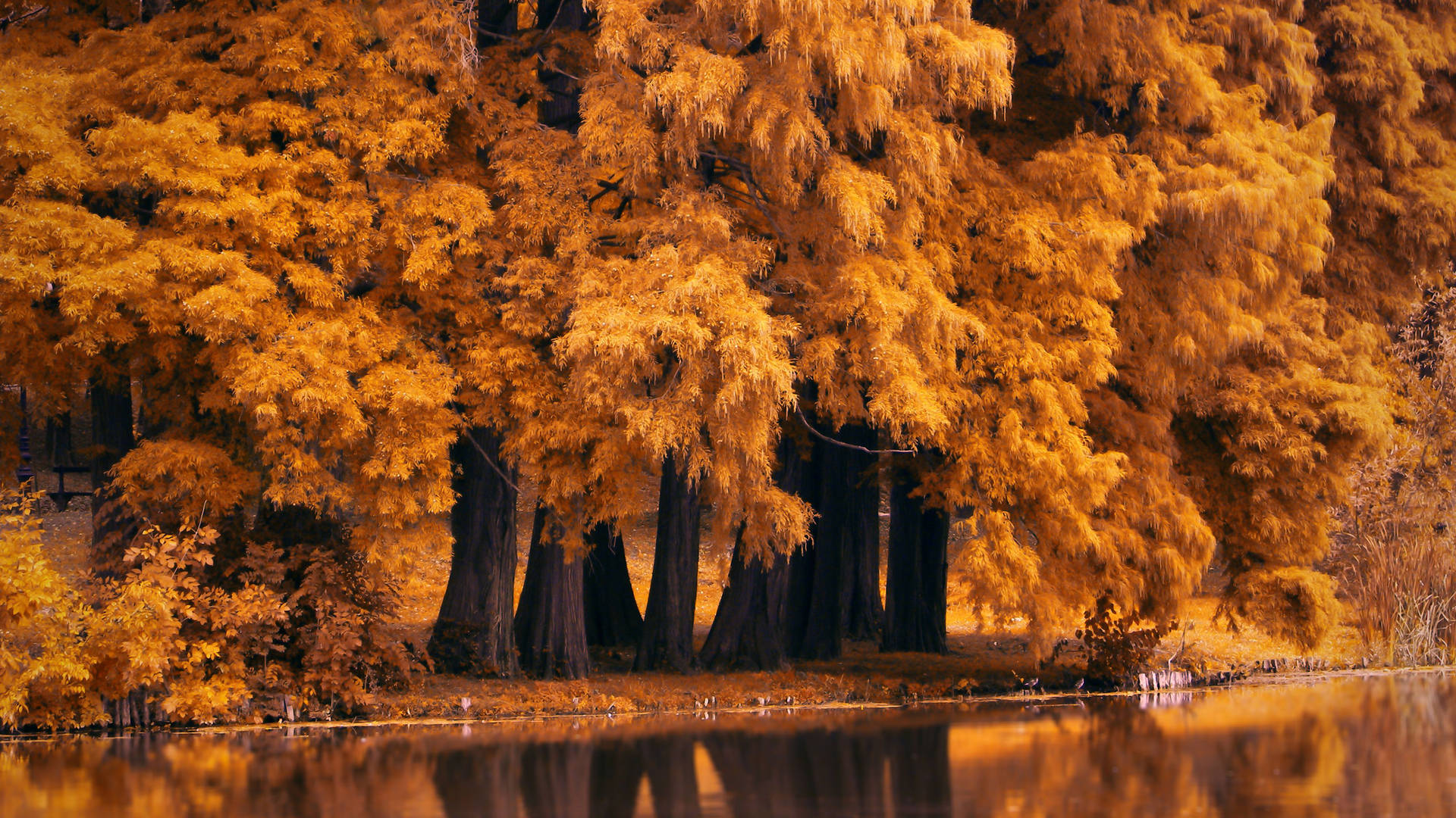 Enjoying The Beauty Of Nature In October Background