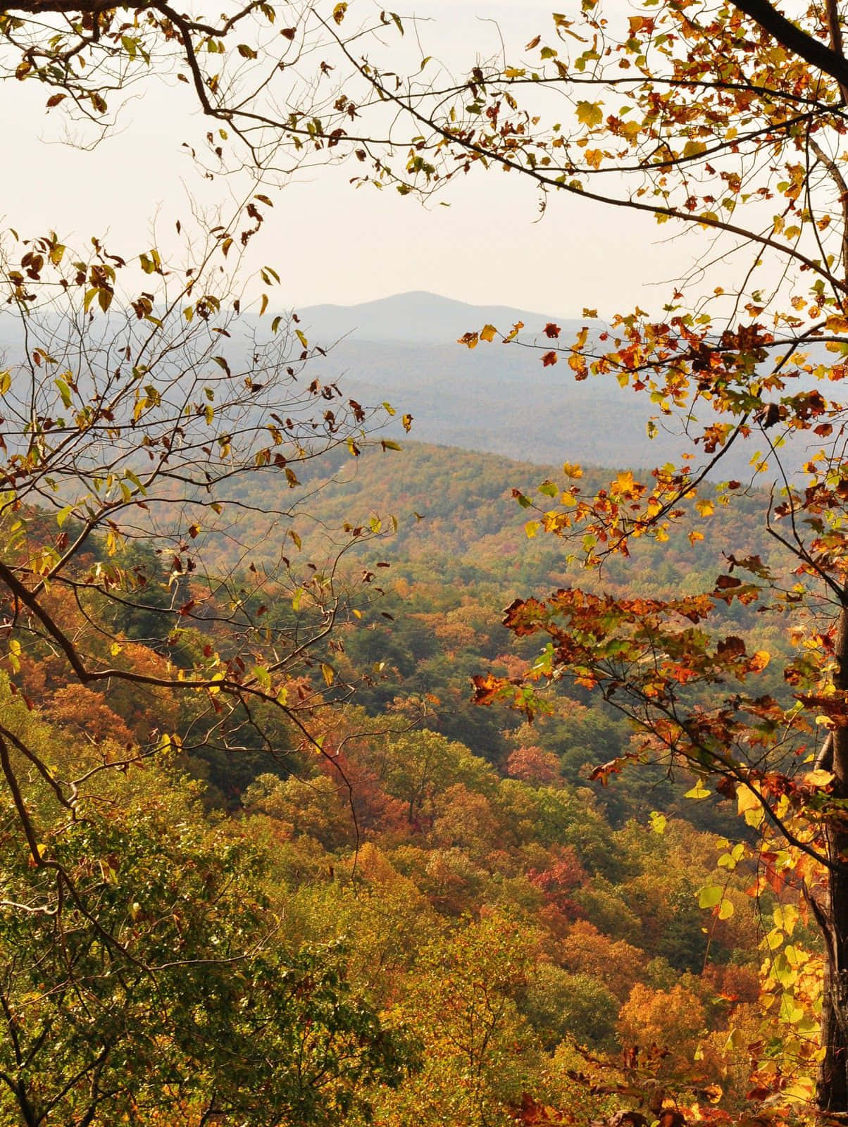 Enjoying The Beauty Of November Fall Background