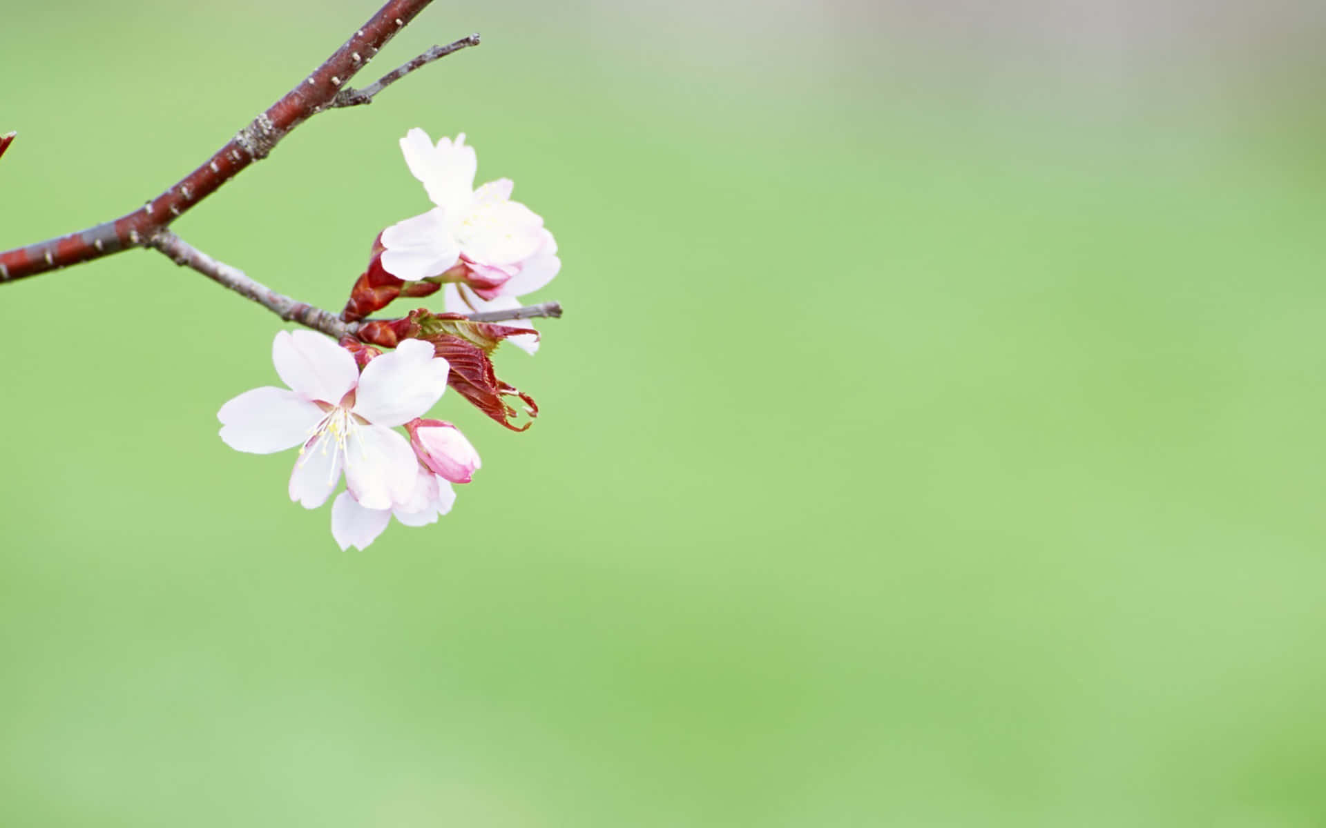 Enjoying The Bursts Of Colors In The Simple Spring Background