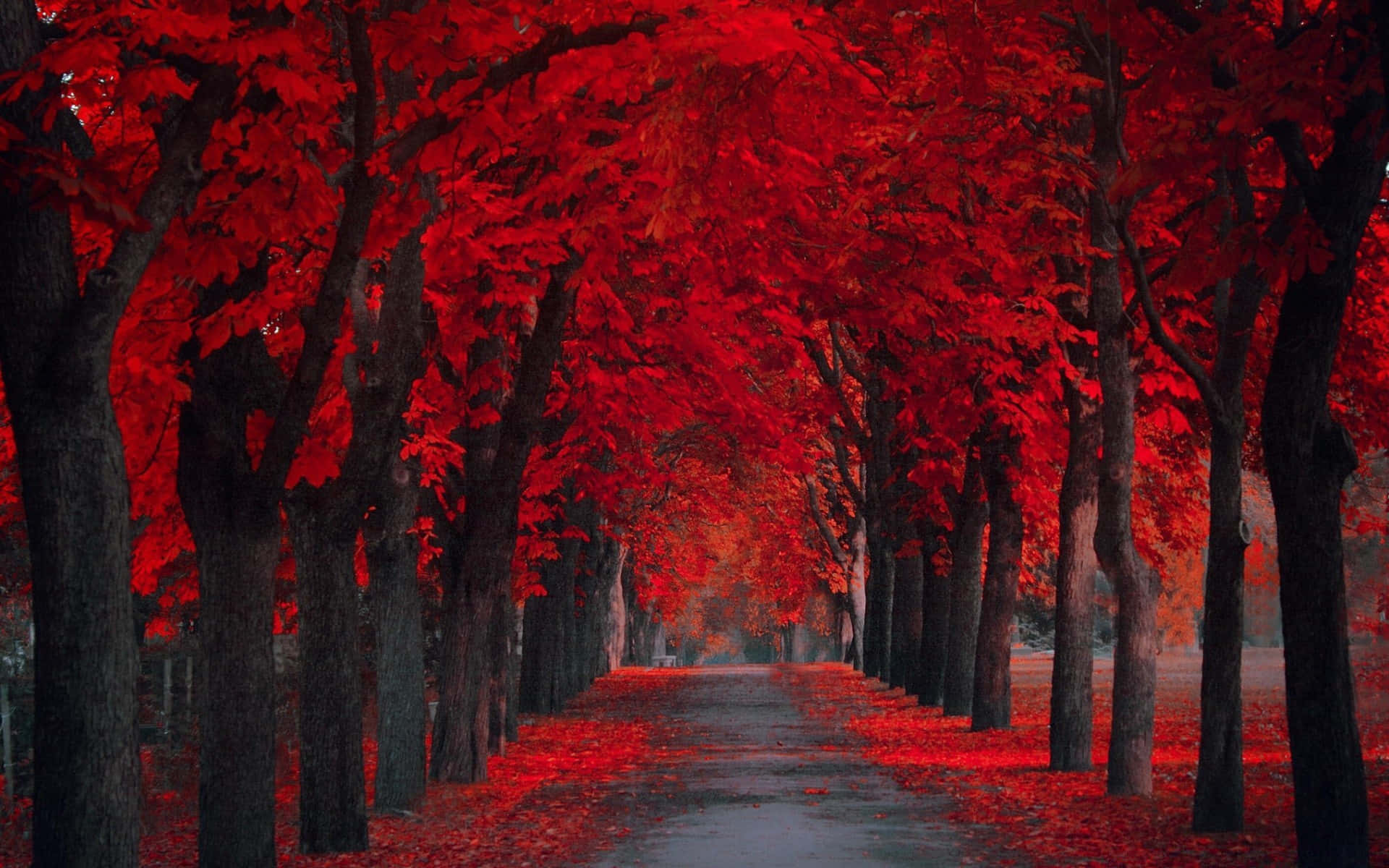 Enjoying The Colorful Autumn Season Among Trees Background