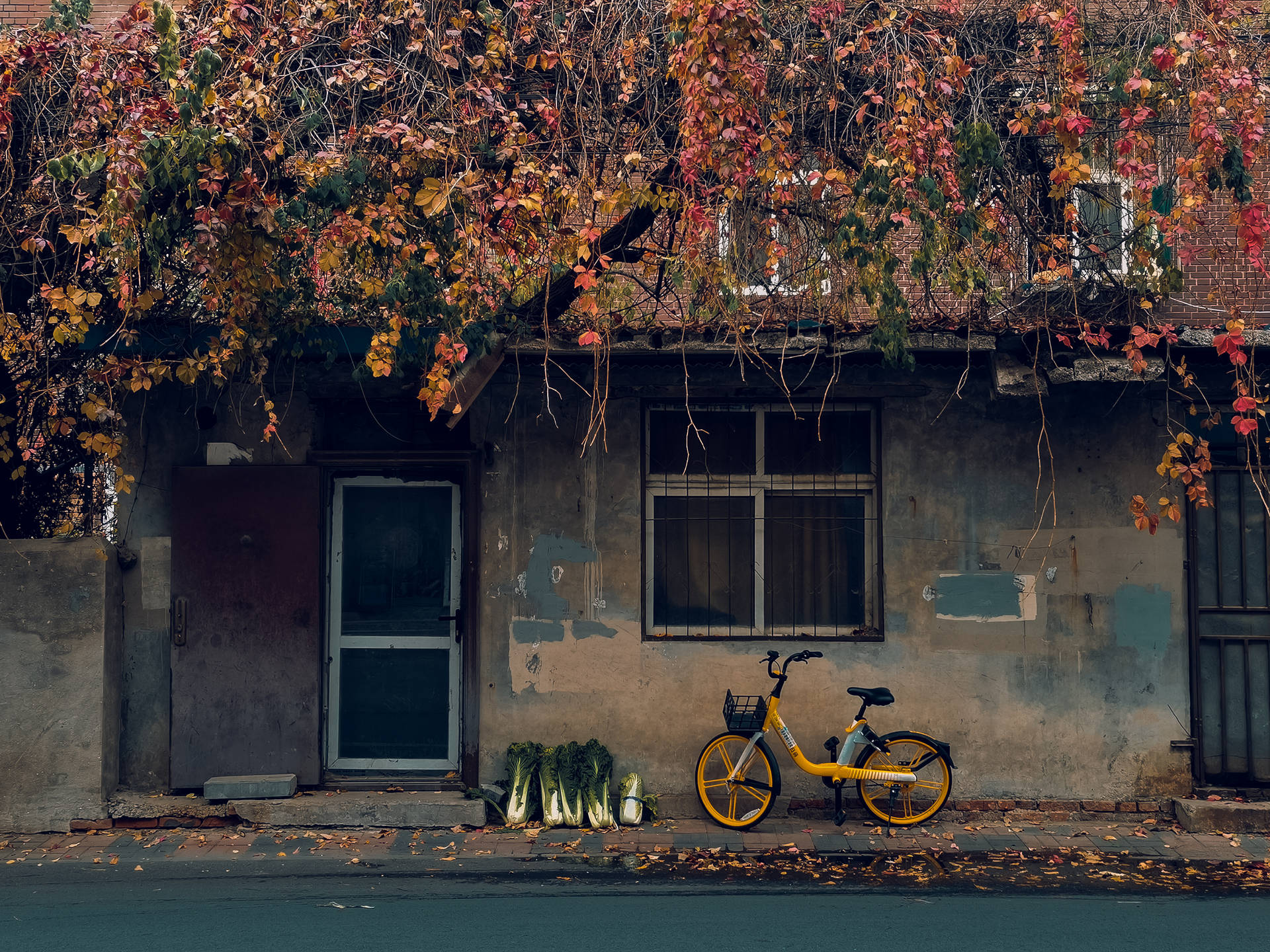 Enjoying The Fall Leaves With A Yellow City Bike Background