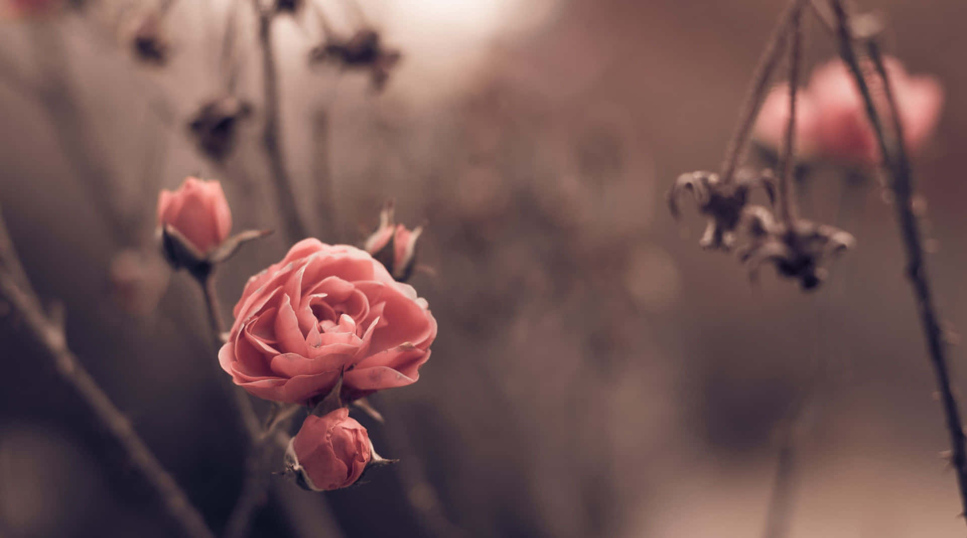 Enjoying The Peace And Beauty Of Vintage Autumn Background