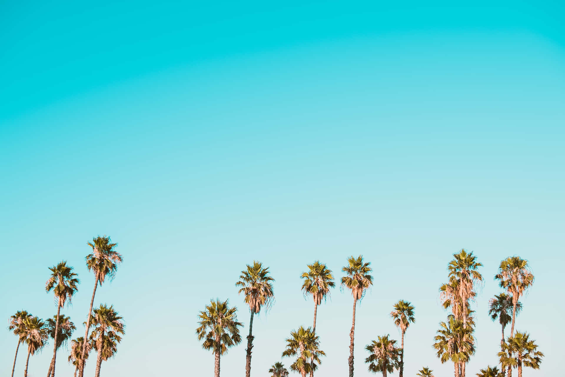 Enjoying The Peaceful Vibes Of This Cute Palm Tree Background