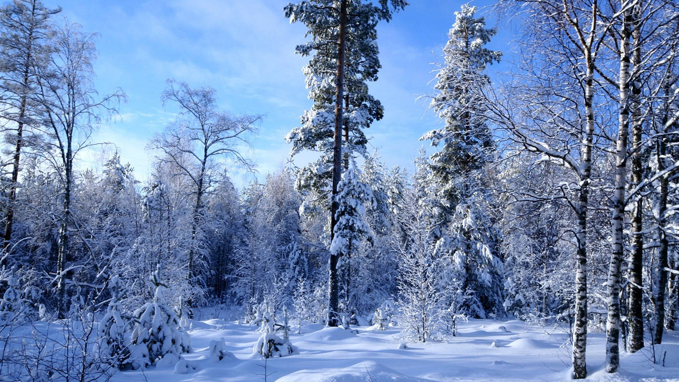 Enjoying The Peaceful Winter Scenery Background