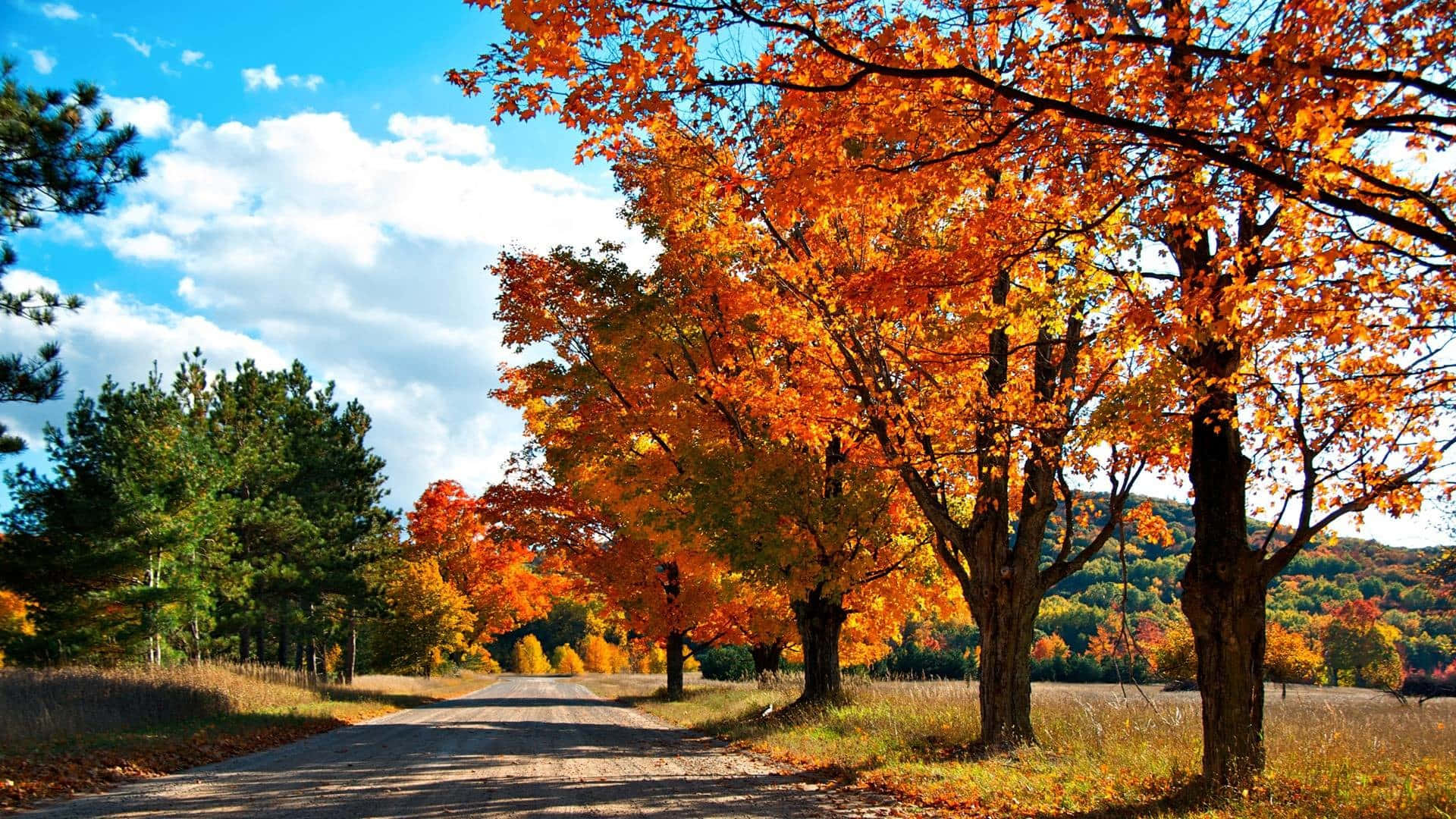 Enjoying The Scenic View Of Fall In 4k Background