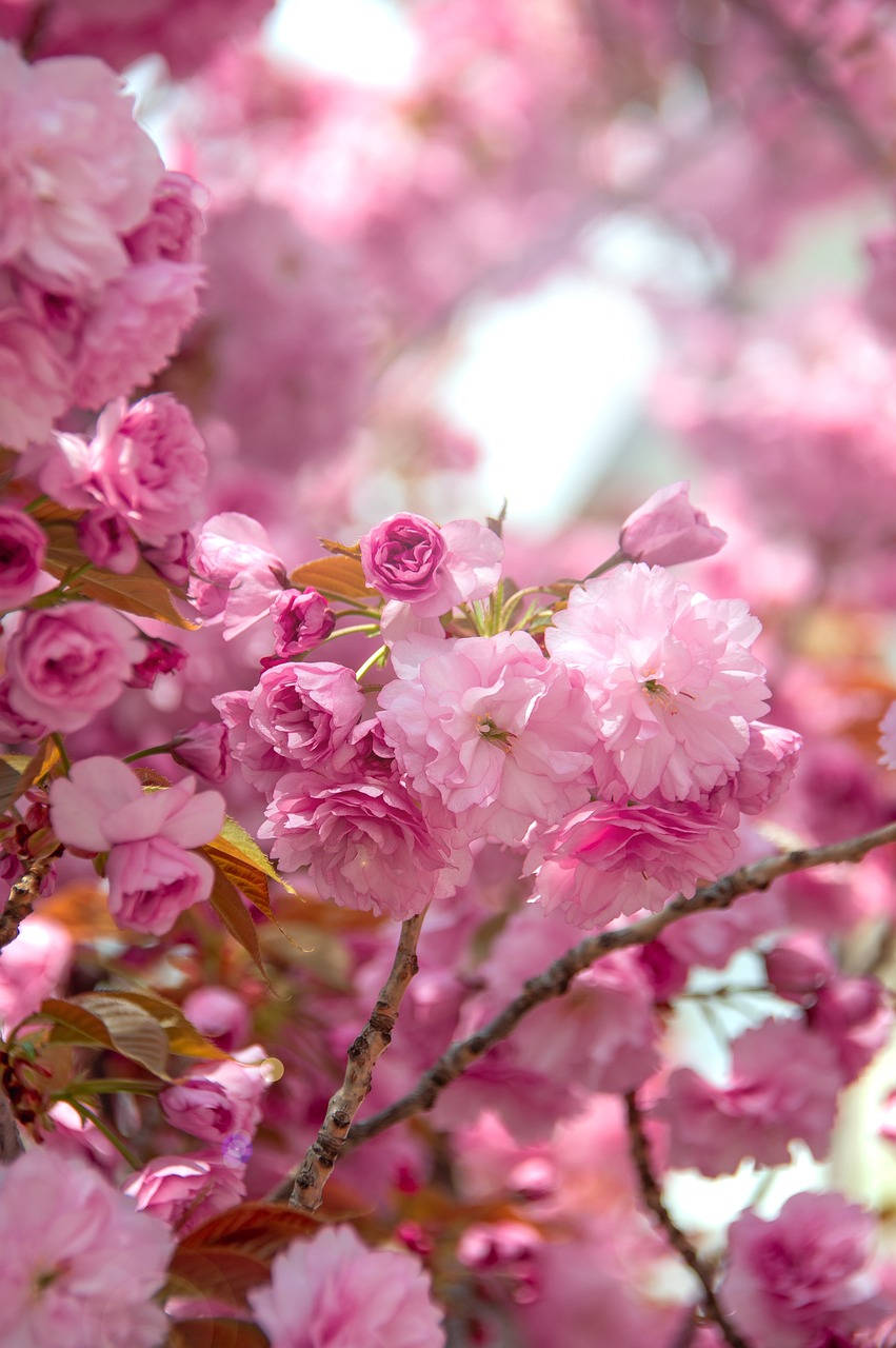 Enjoying The Splendour Of A Pink Cherry Blossom Spring In Japan Background