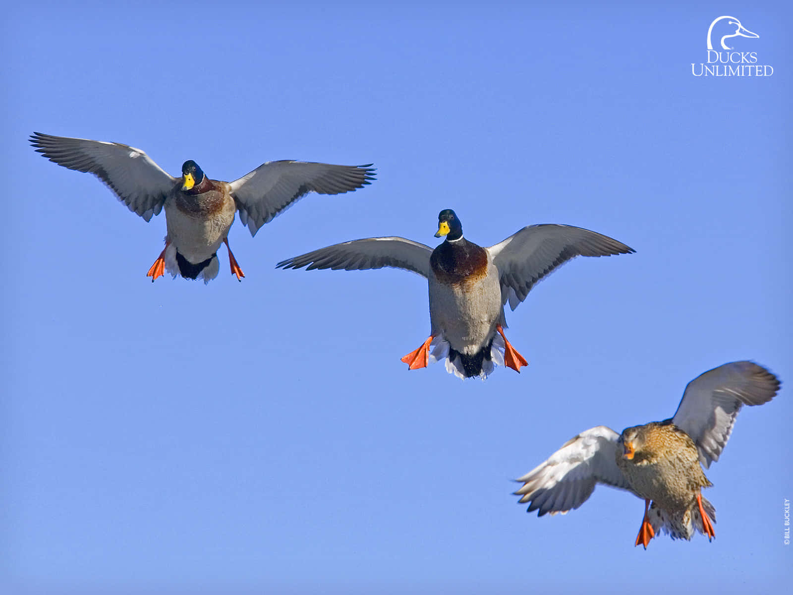 Enjoying The Sport Of Duck Hunting Background