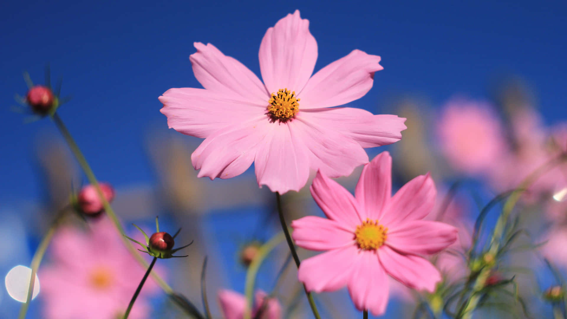 Enjoying The Summer In A Field Of Blooming Pink Flowers Background