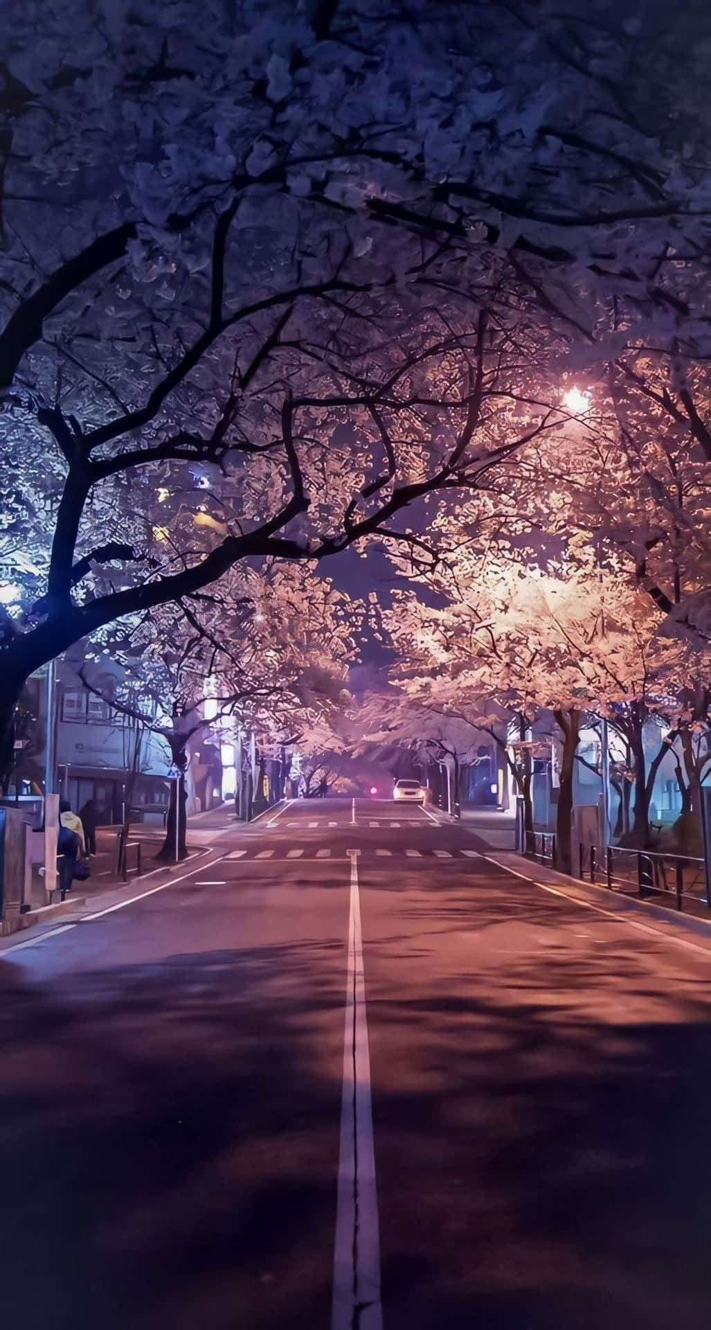 Enjoying The Tranquility Of A Night Cherry Blossom Background