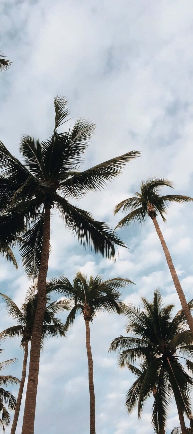 Enjoying The View Of A Cute Palm Tree Background