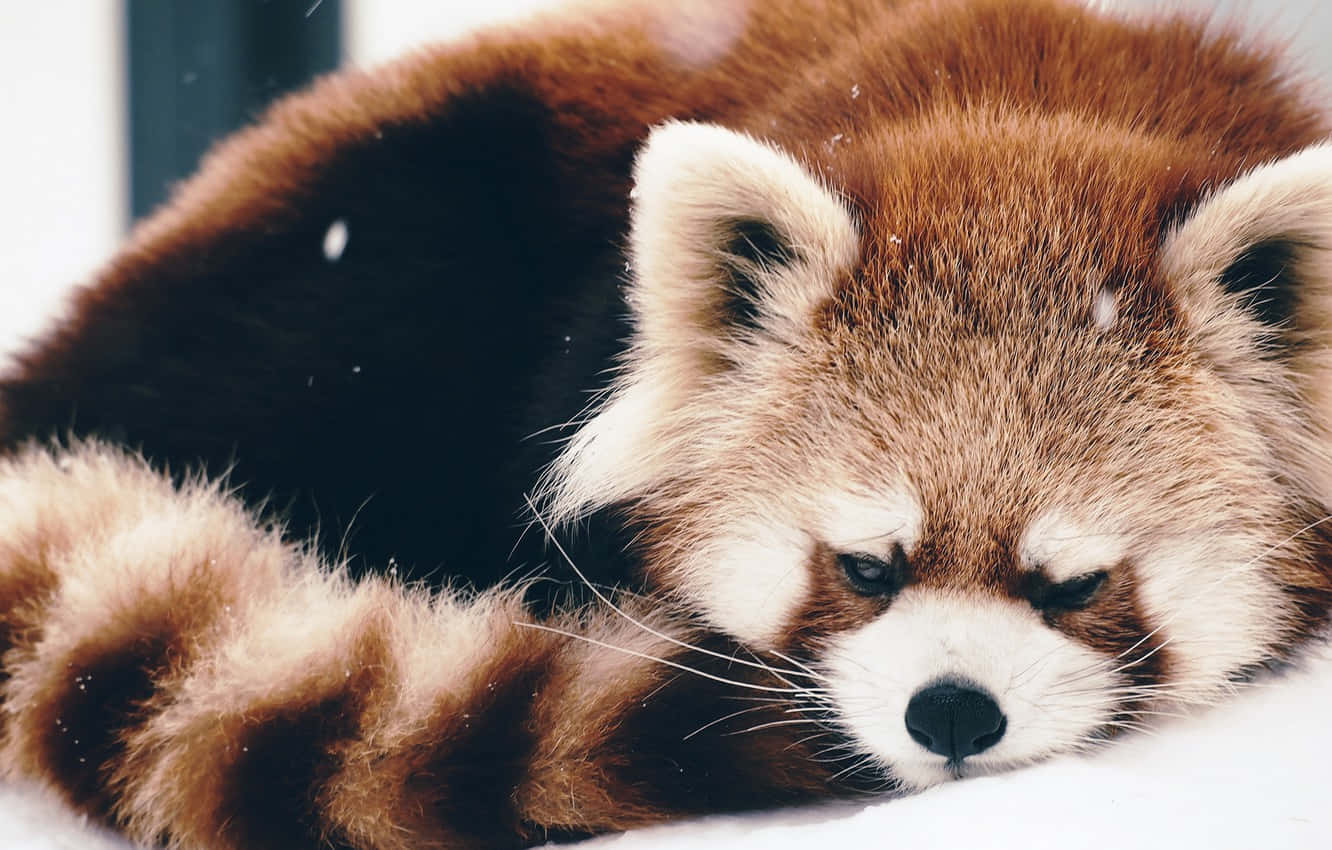 Enjoying The Warmth Of The Sun, This Cute Red Panda Is An Adorable Sight Background