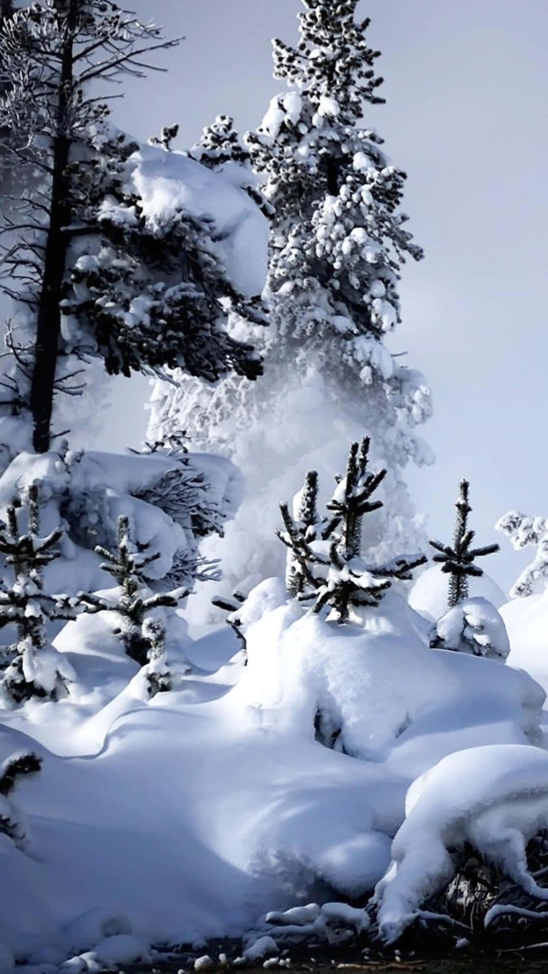 Enjoying The Winter Scenery Of Christmas Snow