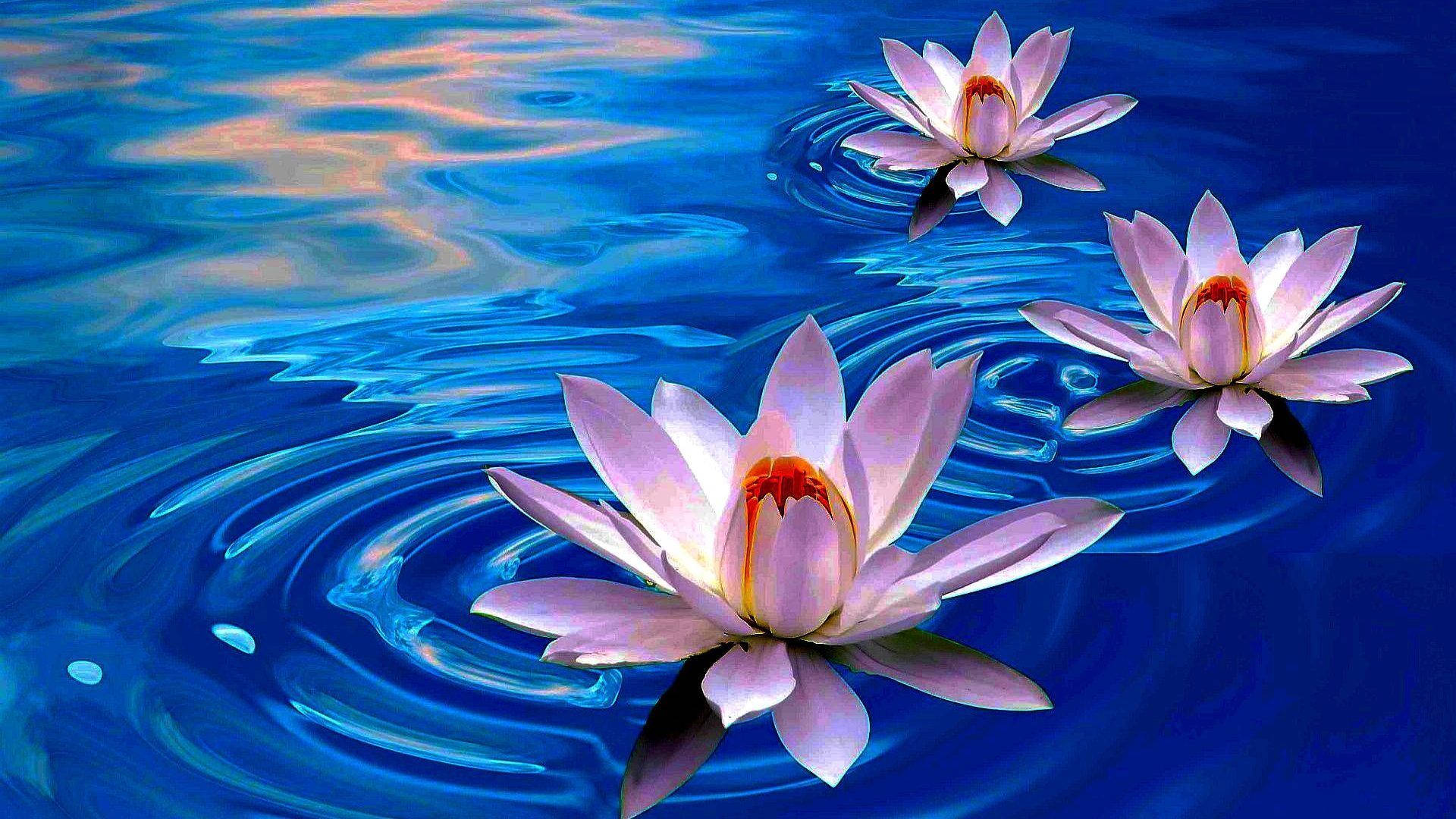 Enlightened Tranquility: Lotus Flowers Floating On Tranquil Water Background