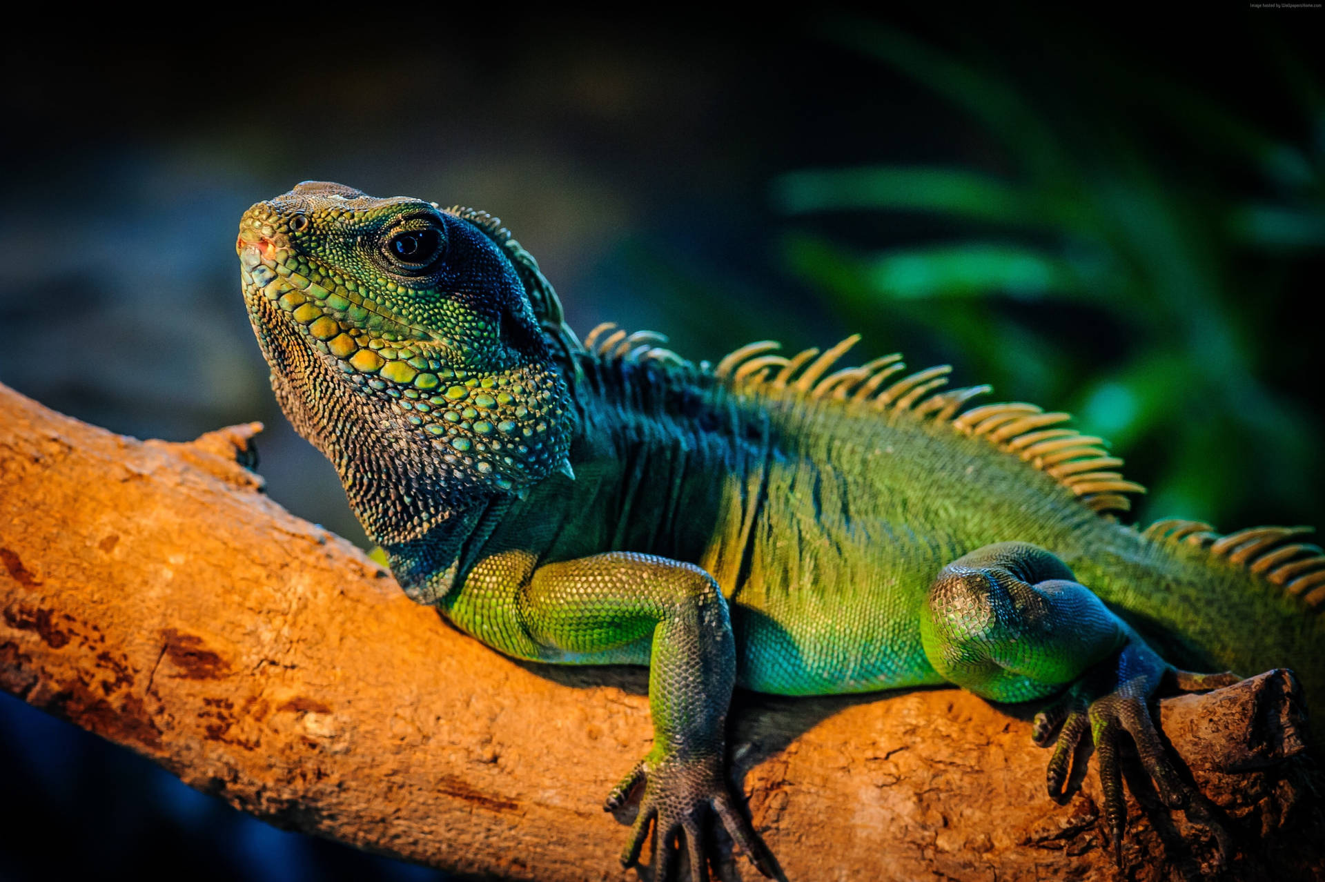 Enormous Green Iguana On Tree