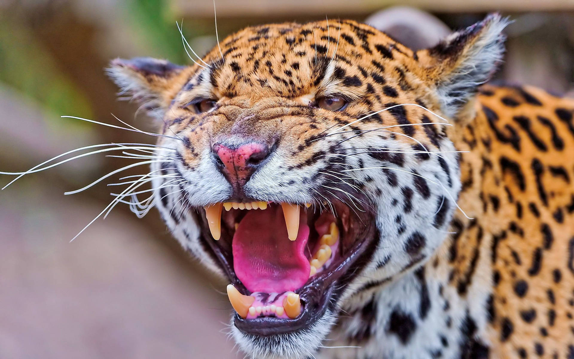 Enraged Jaguar