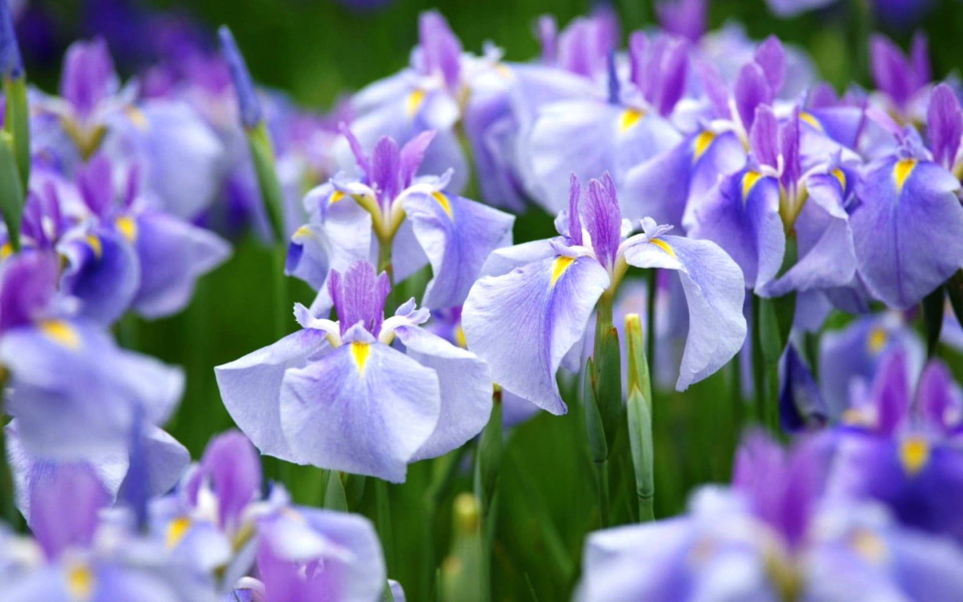 Ensata Iris Flowers Background