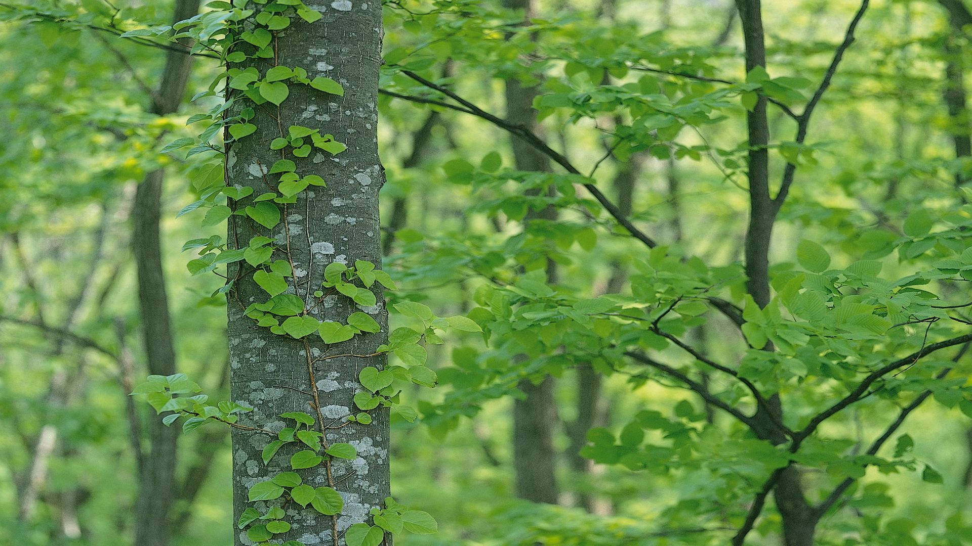Entangled Green Leaves On Tree Background