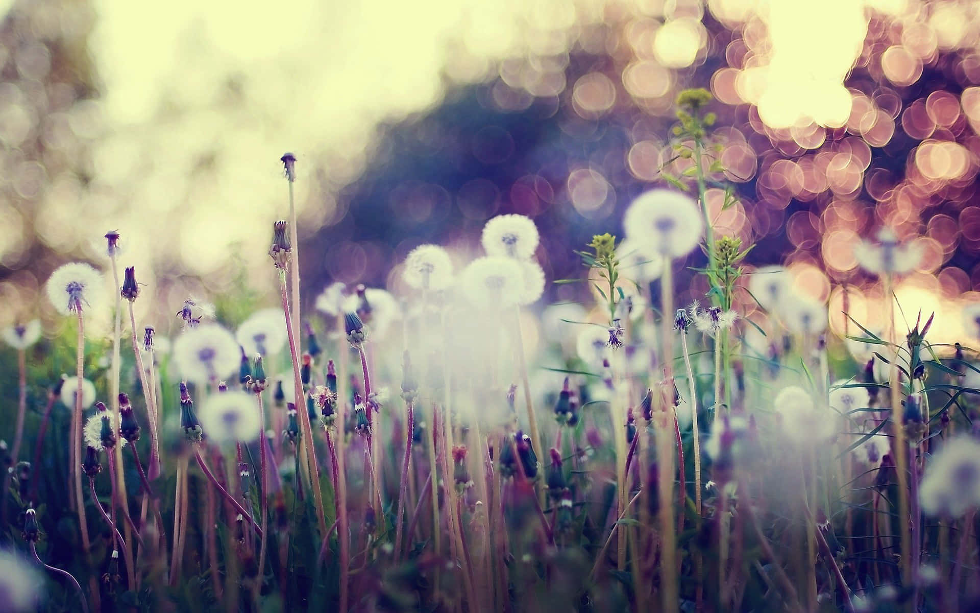 Enthralling Aesthetic Of A Vintage Desktop Background