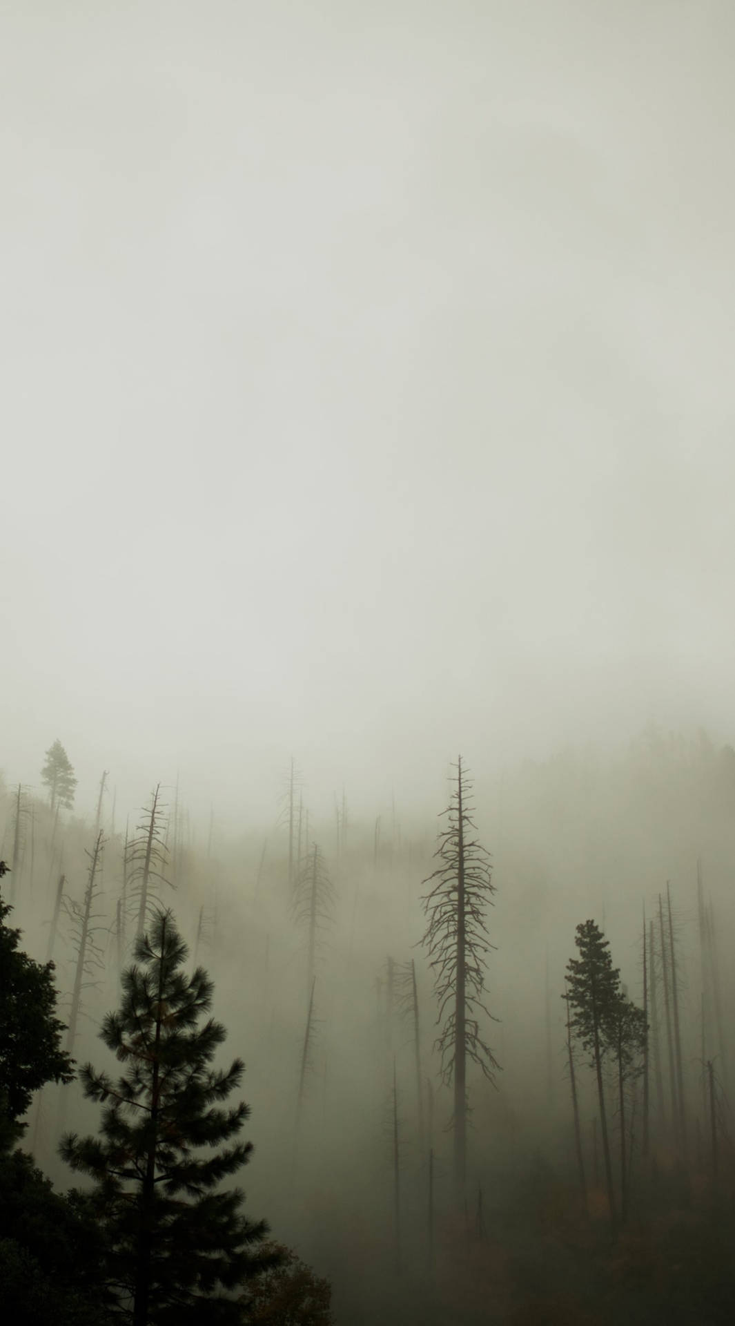 Enthralling Darkness Of The Misty Forest On Your Iphone Background