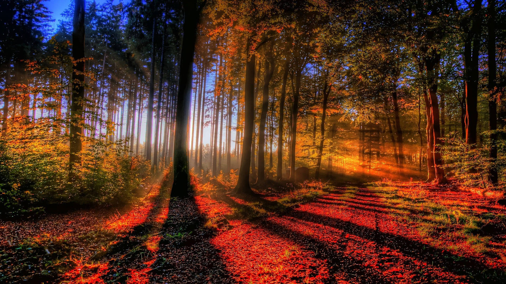 Enthralling Fall Season In 2560x1440 Resolution Background