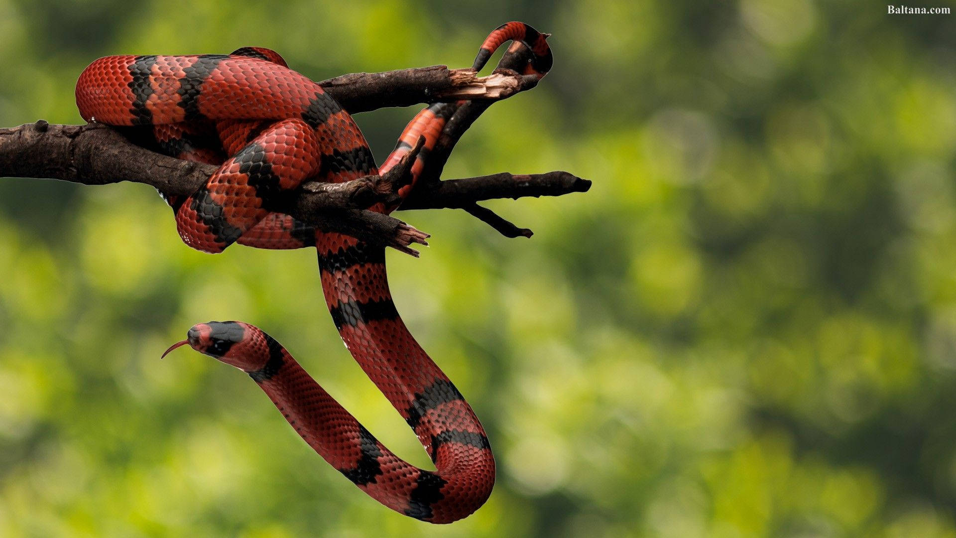 Enthralling Image Of A Bright Colored Coral Snake On A Dried Stem Background