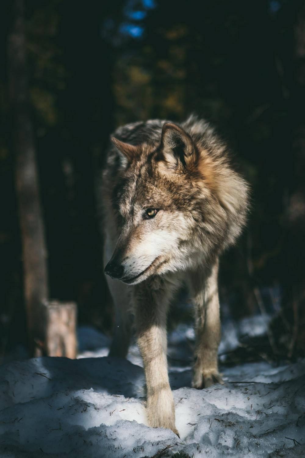 Enthralling Majestic Wolf In 4k Ultra Hd Background