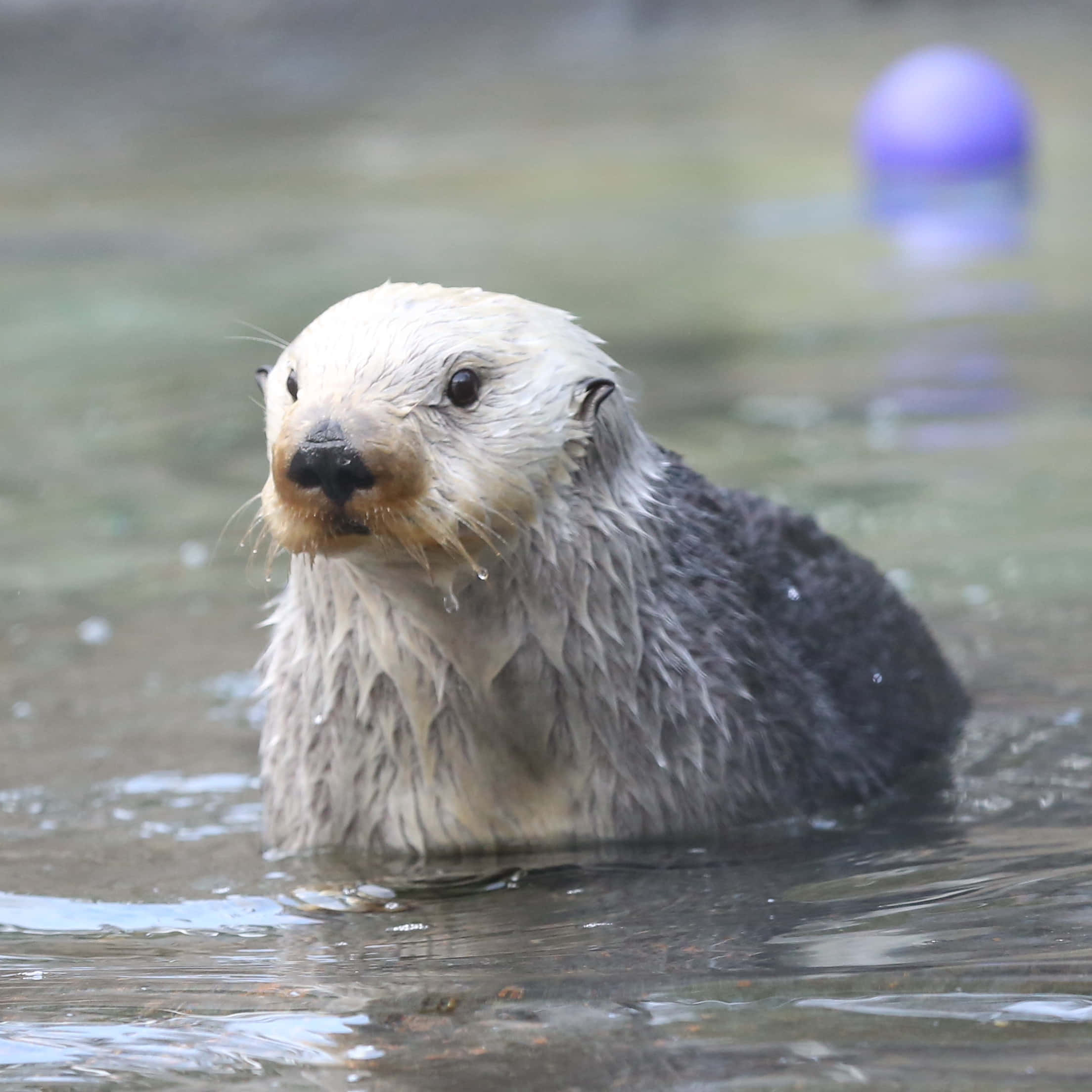 Enthralling Underwater View Of A Playful Sea Otter