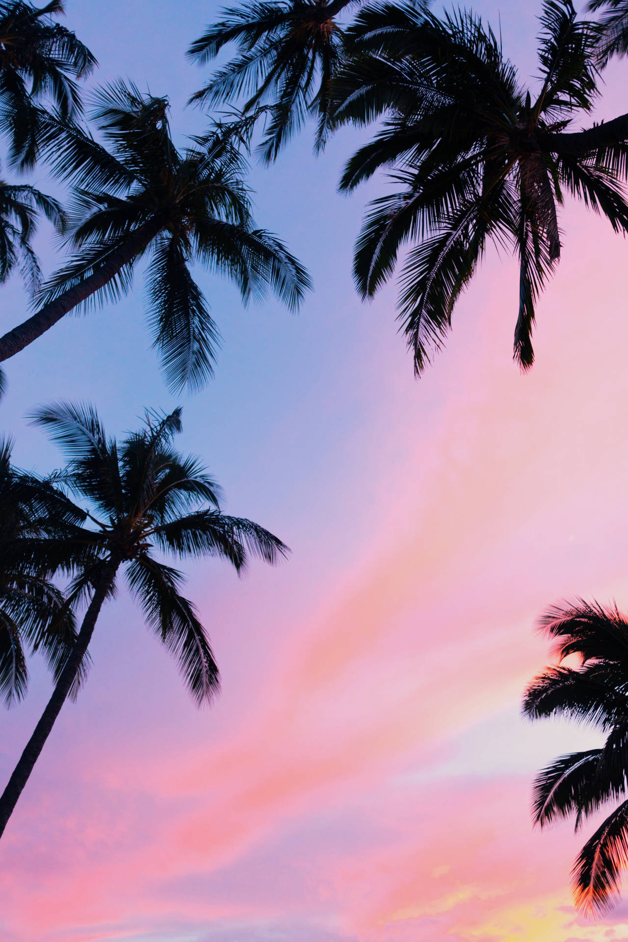 Enthralling View Of Palm Trees Under The Serene Sky Background