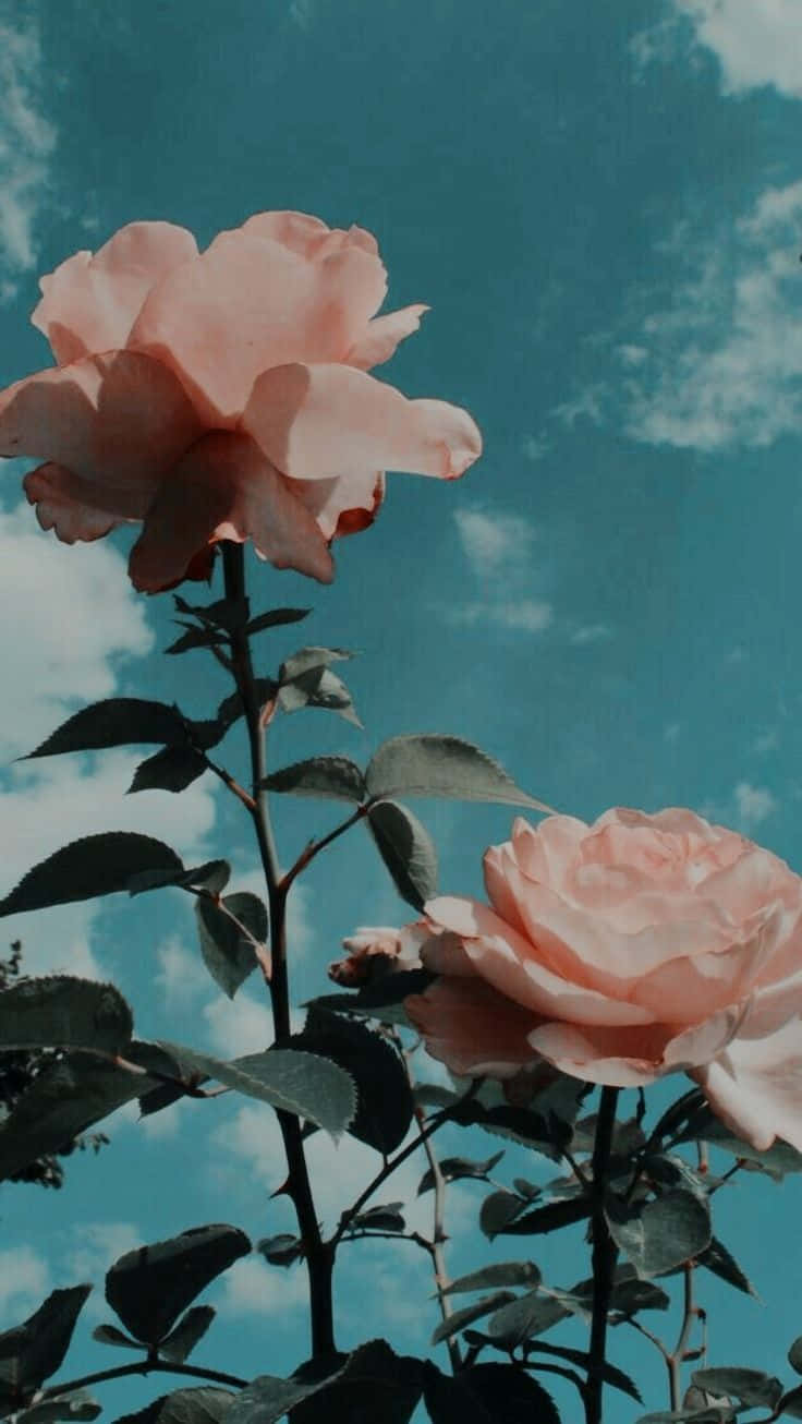 Enticing Red Roses Against A Colorful Background Background