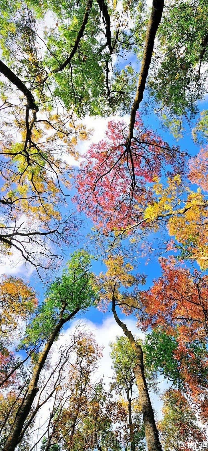 Environment Colorful Trees Background