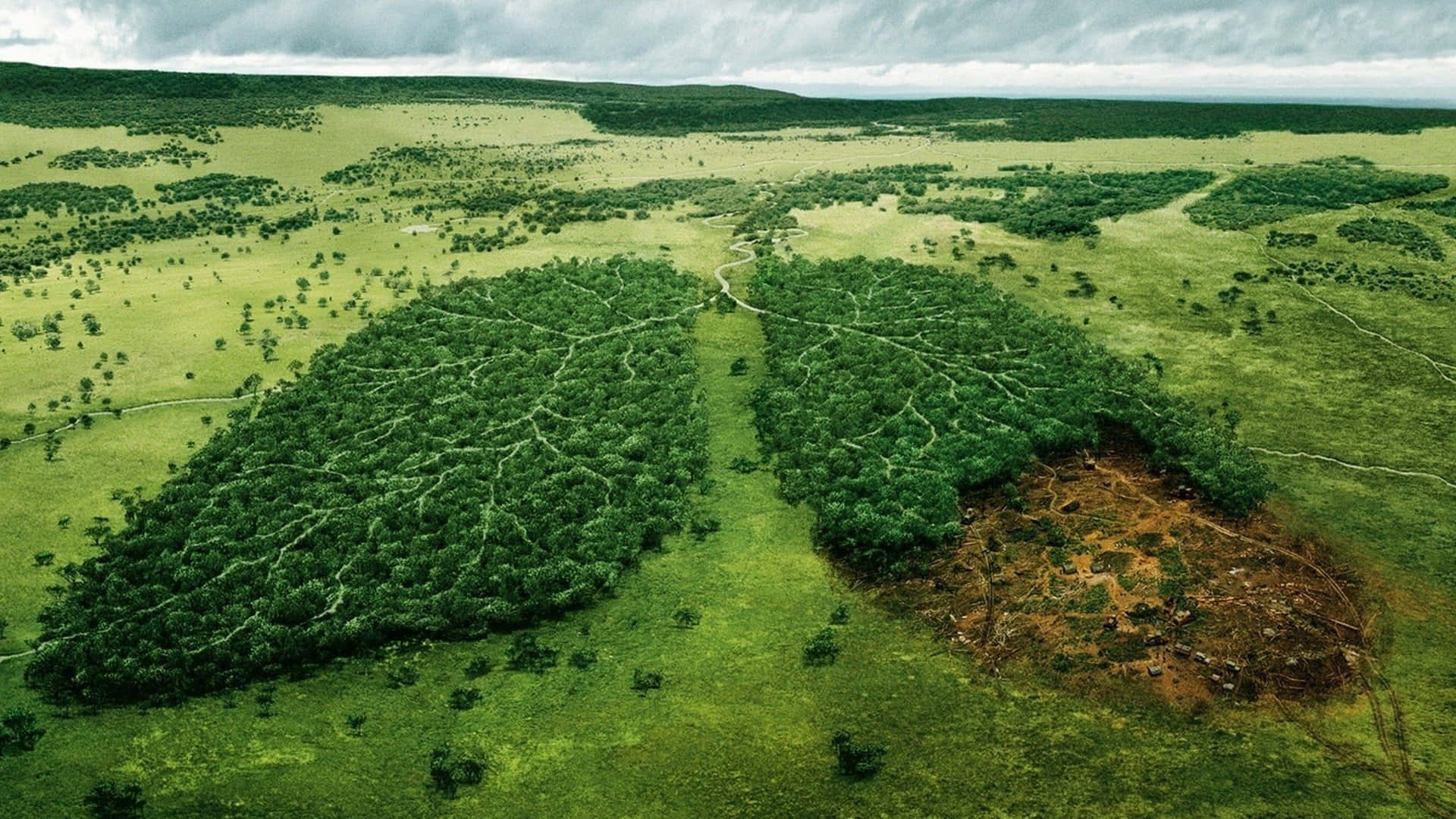 Environment Lungs Trees Background