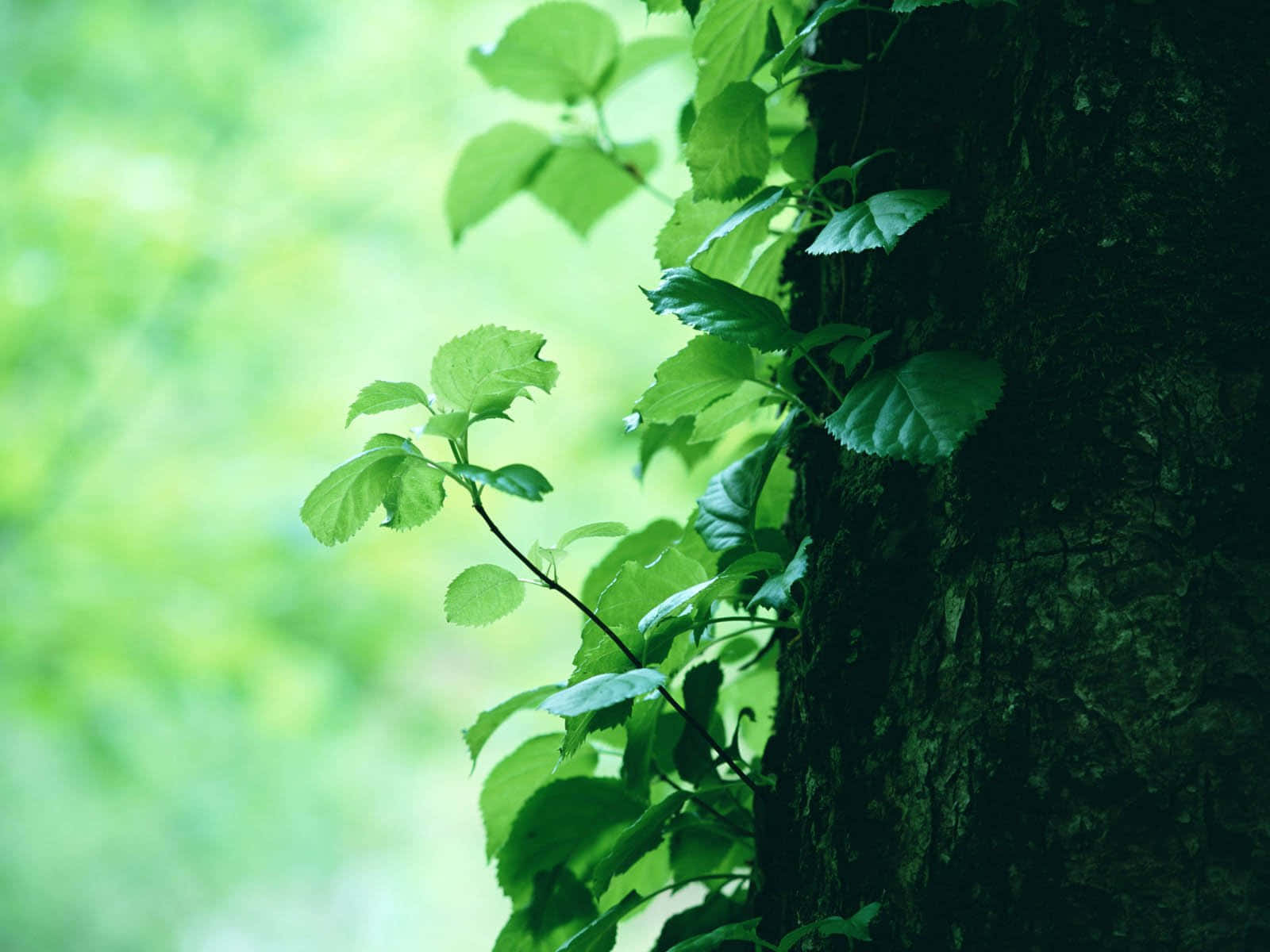 Environment New Stems On An Old Tree Background