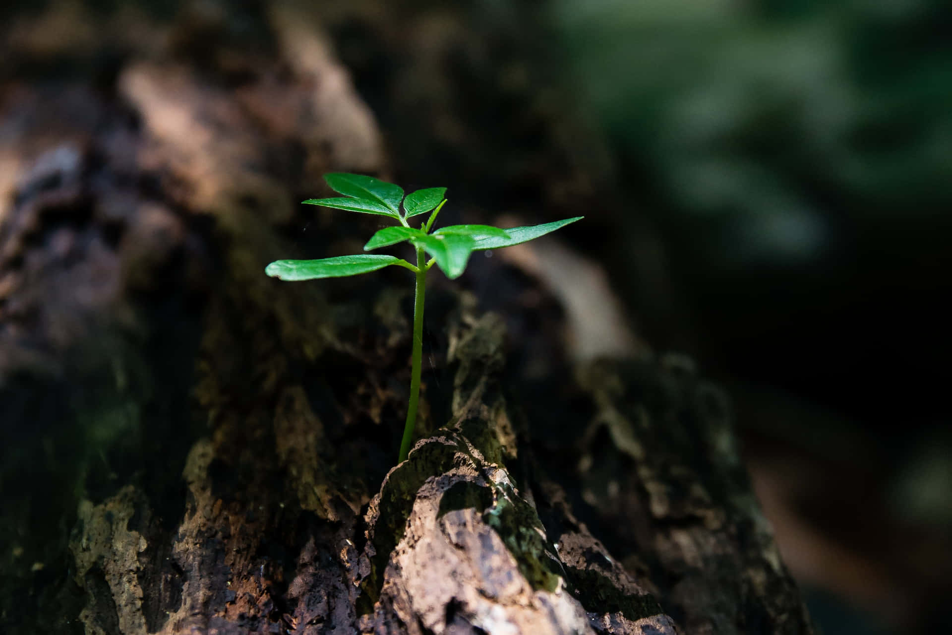 Environment Plant Growing On A Tree Background