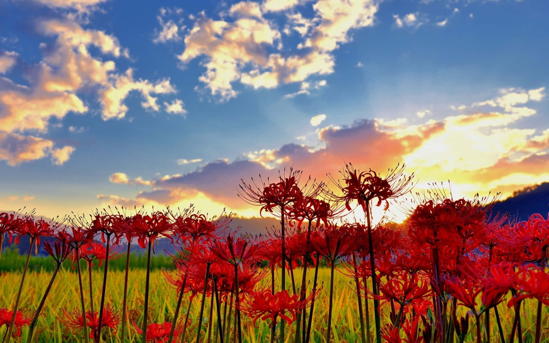 Environment Spider Lilies Field Sunrise Background