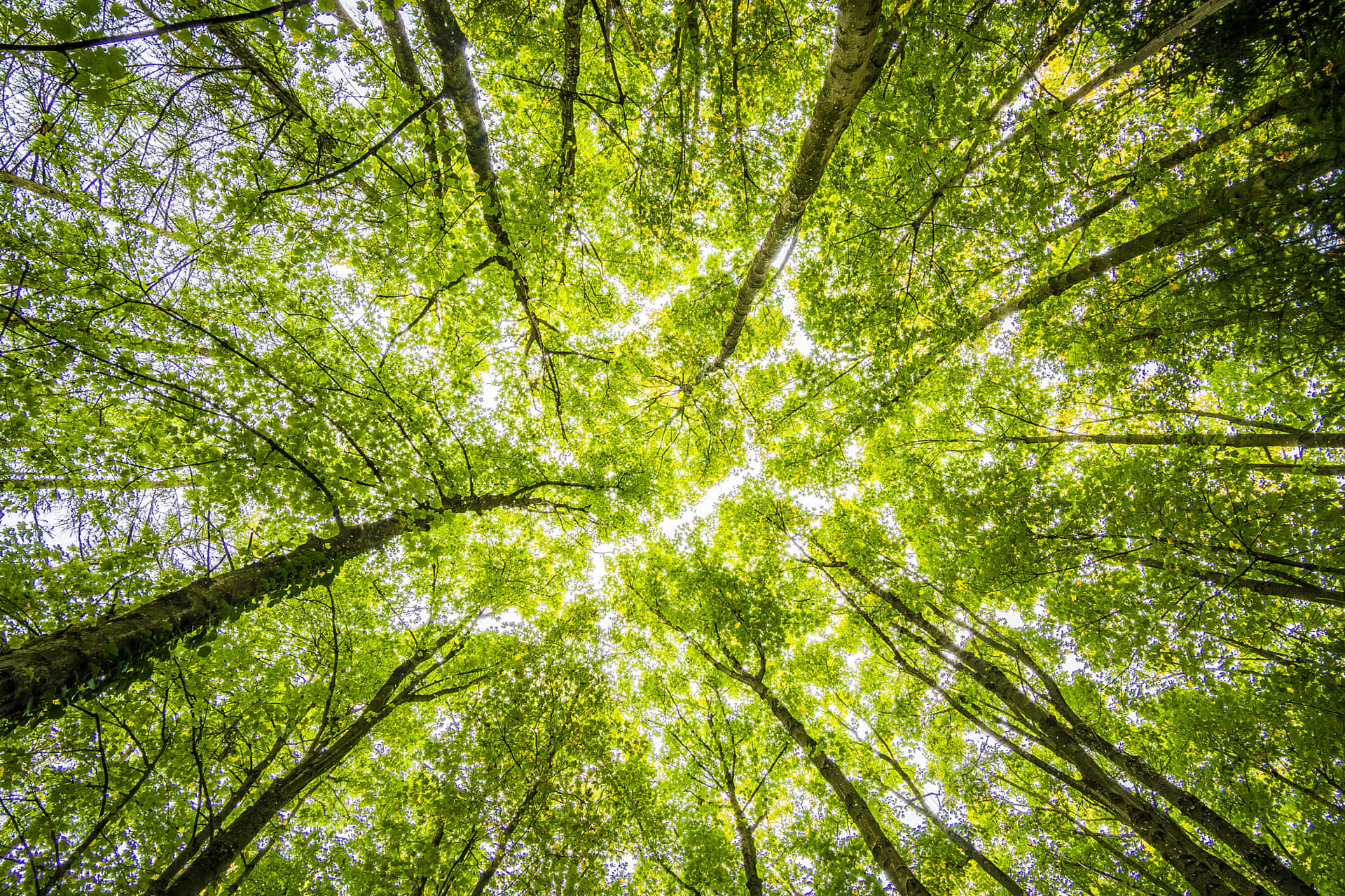 Environment Tall Trees View From Below