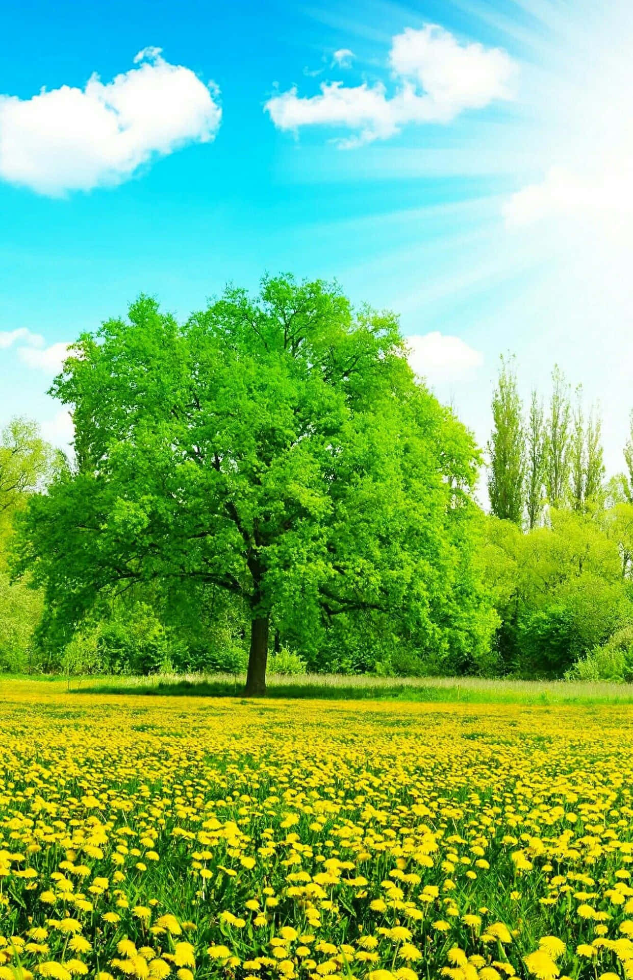 Environment Tree On Field Of Yellow Flowers Background