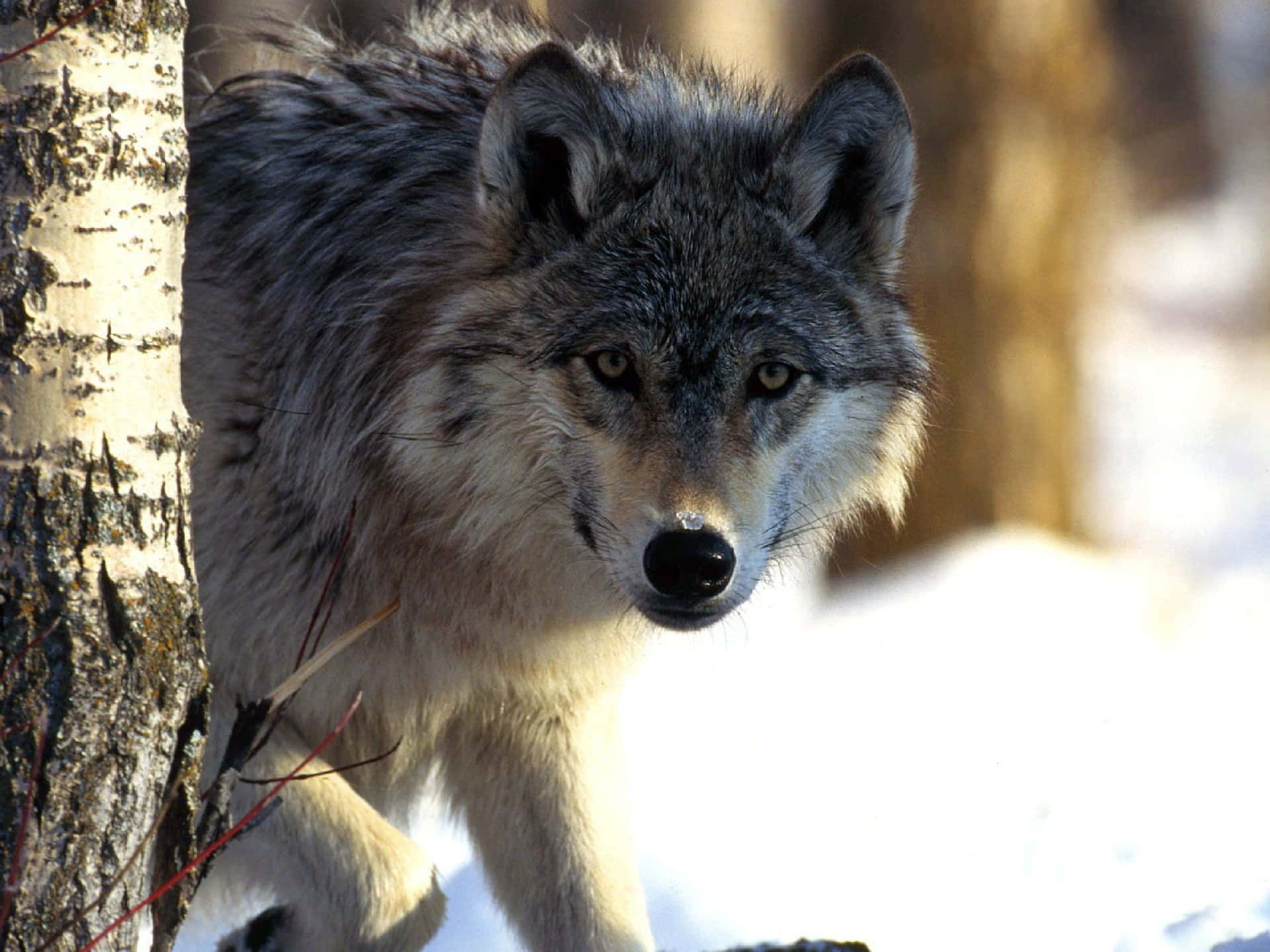 Epic Wolves Beside A Tree Background