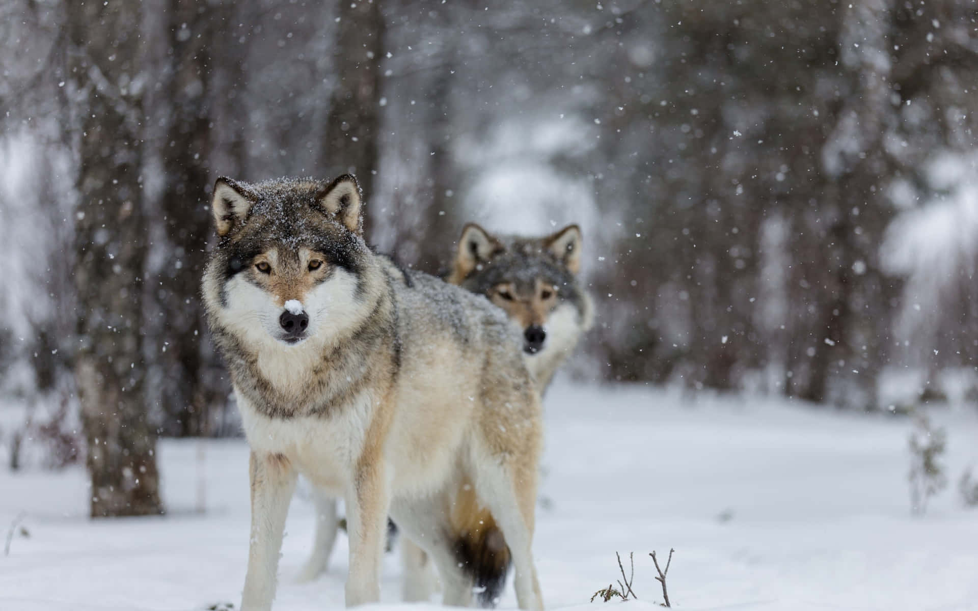 Epic Wolves In Snow Covered Forest Background