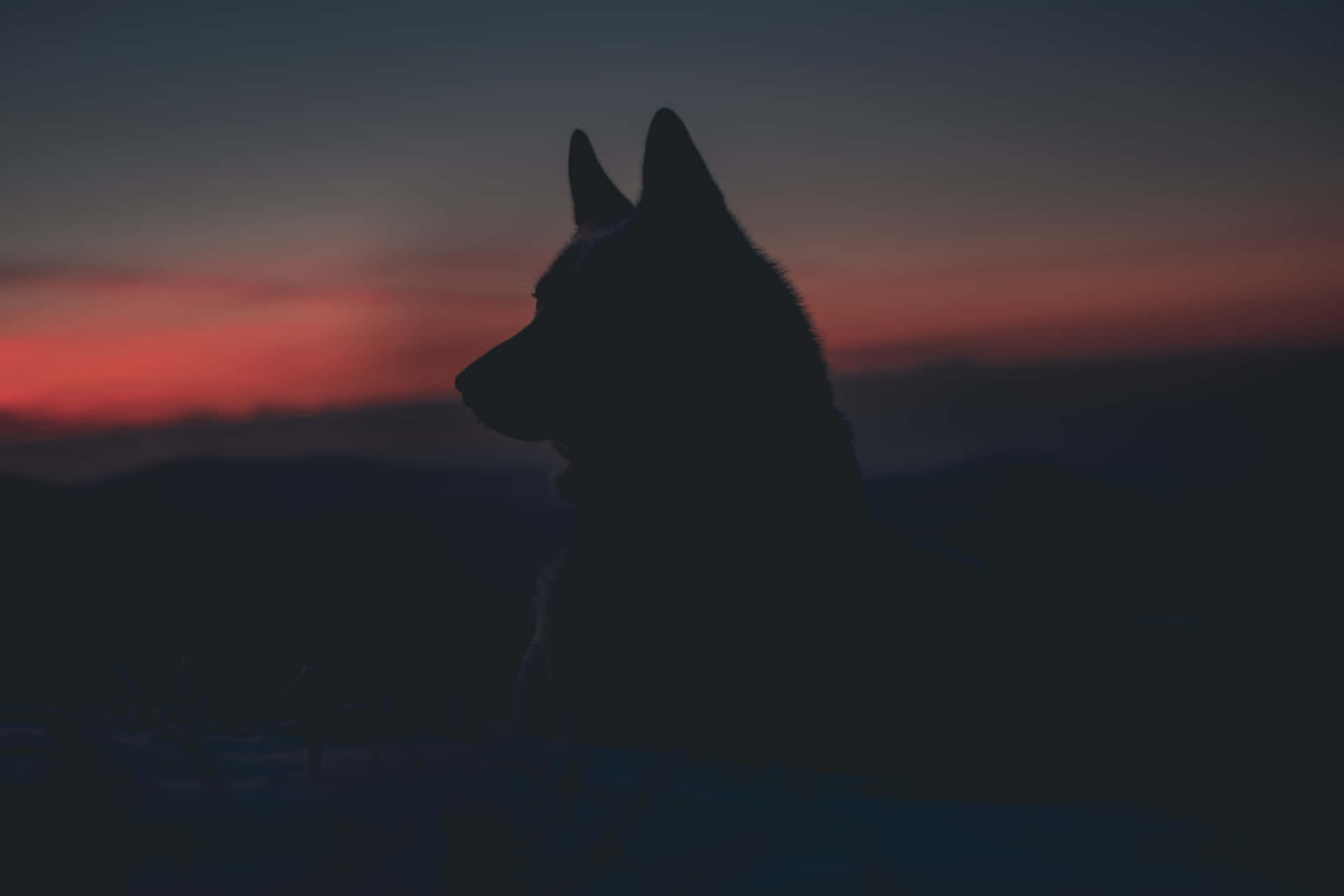 Epic Wolves Silhouette Background