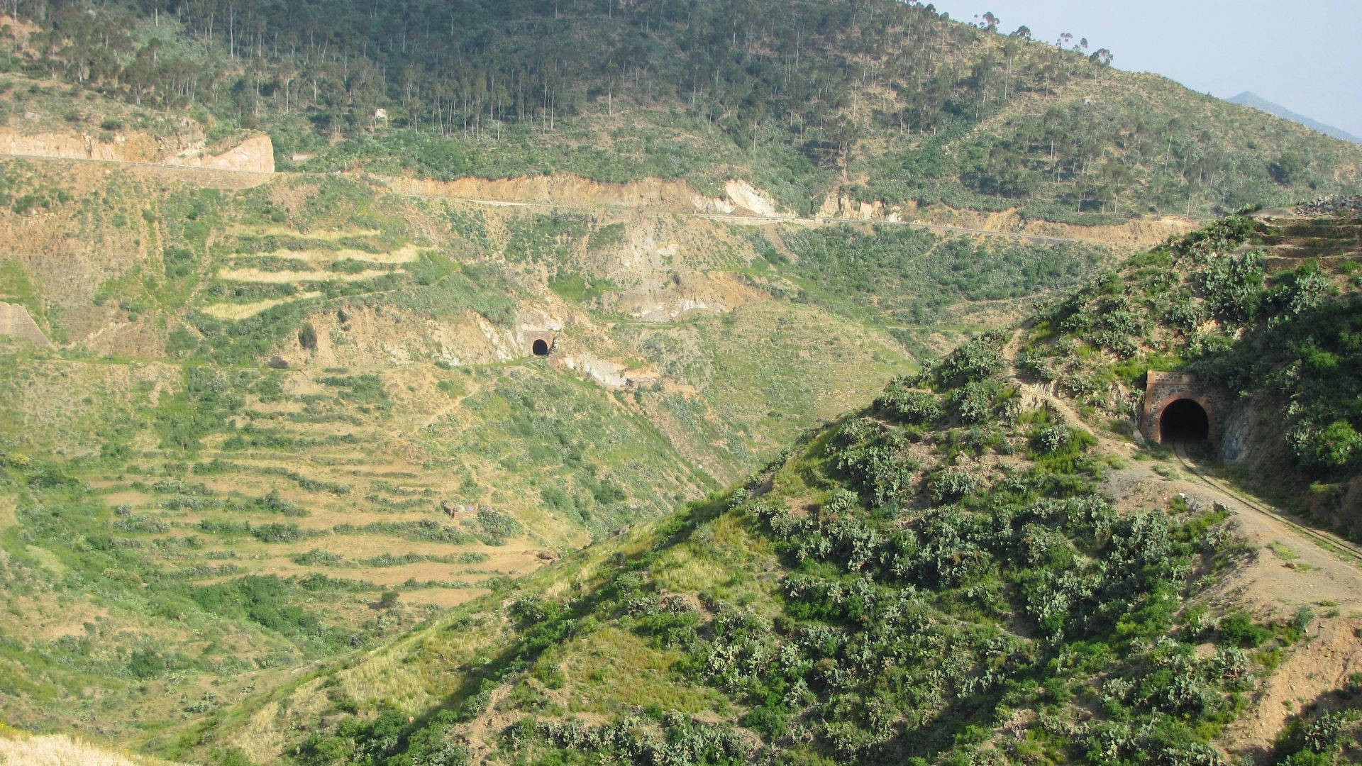 Eritrea Green Forest Background