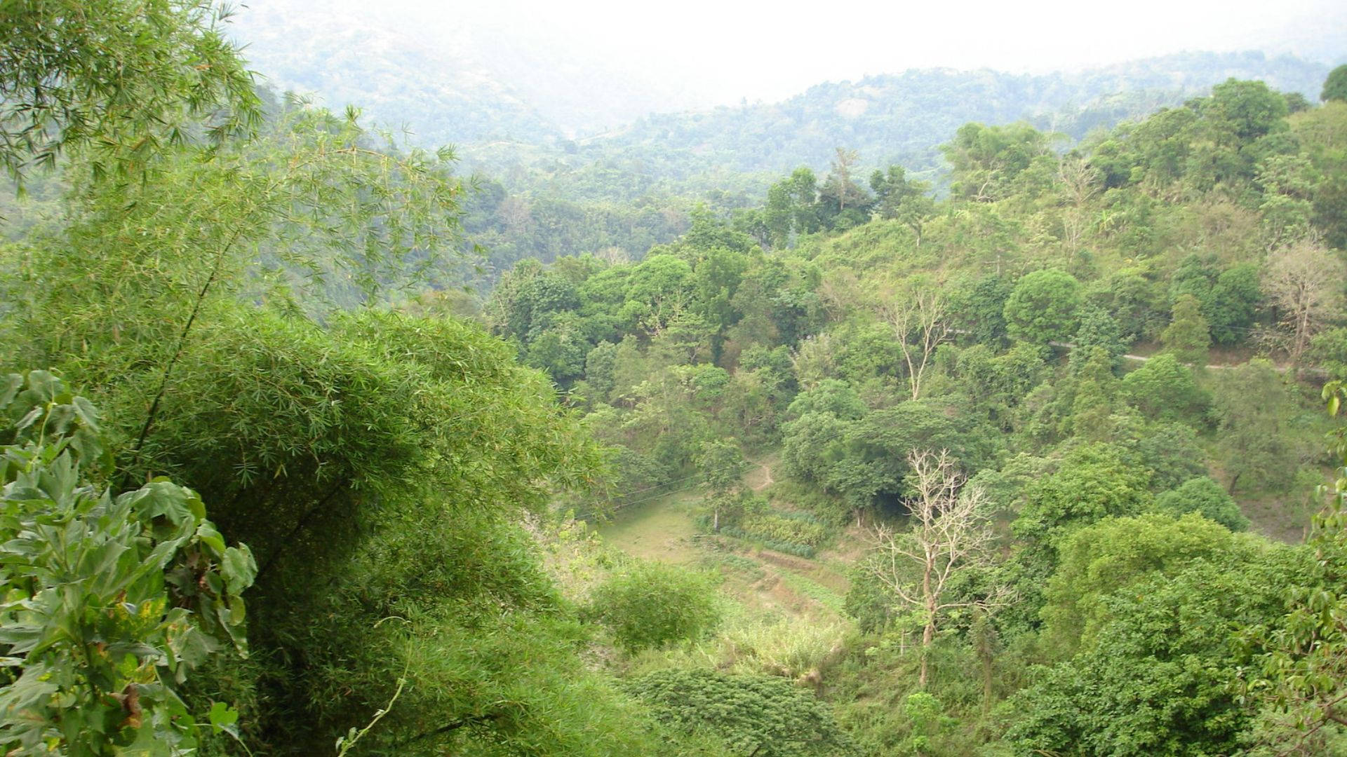 Eritrea Trees Background