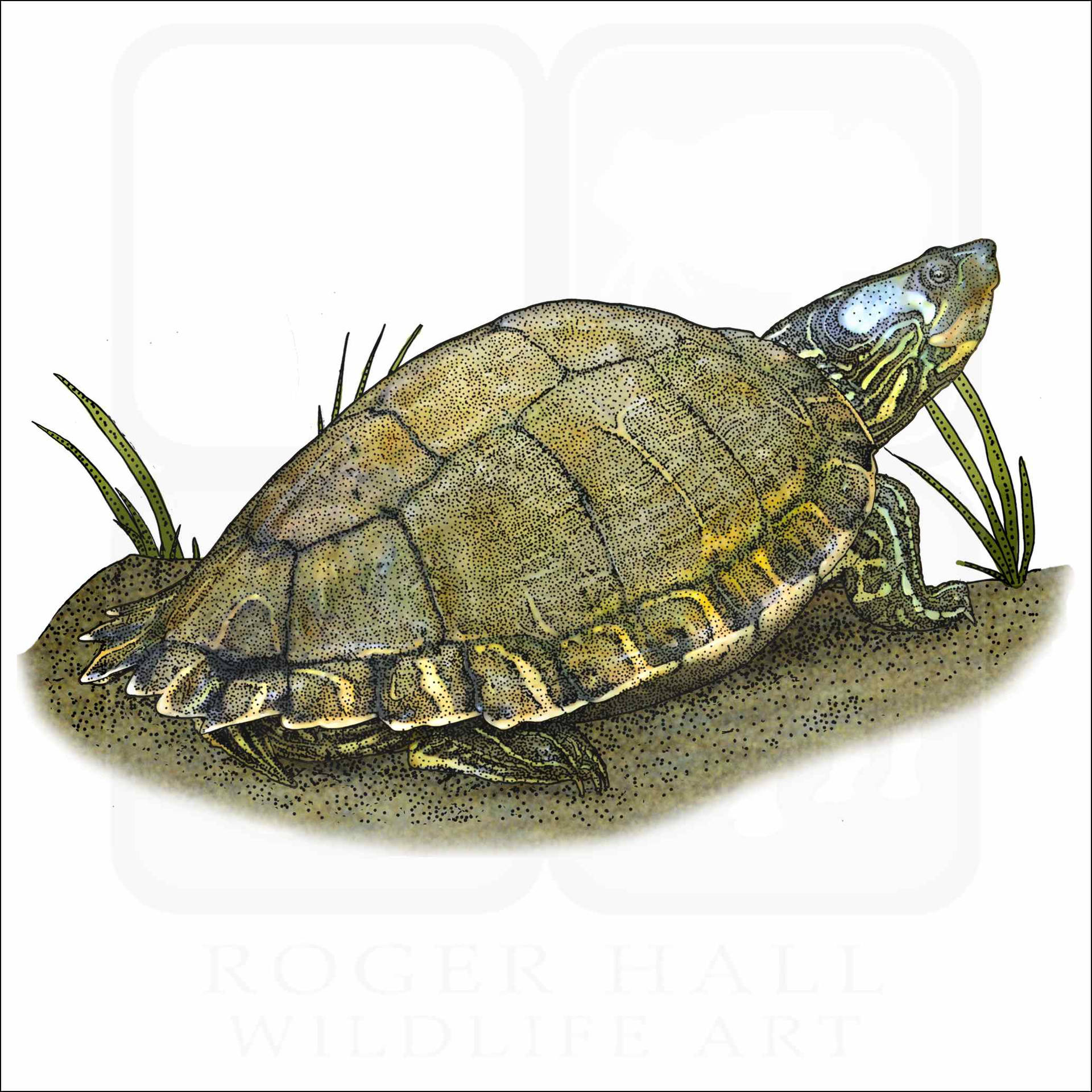 Escambia Map Turtle Illustration