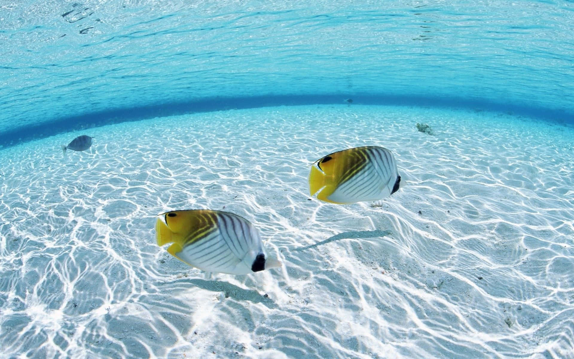 Escape To A Paradise Of Still Oceans And Glorious Sunsets. Background